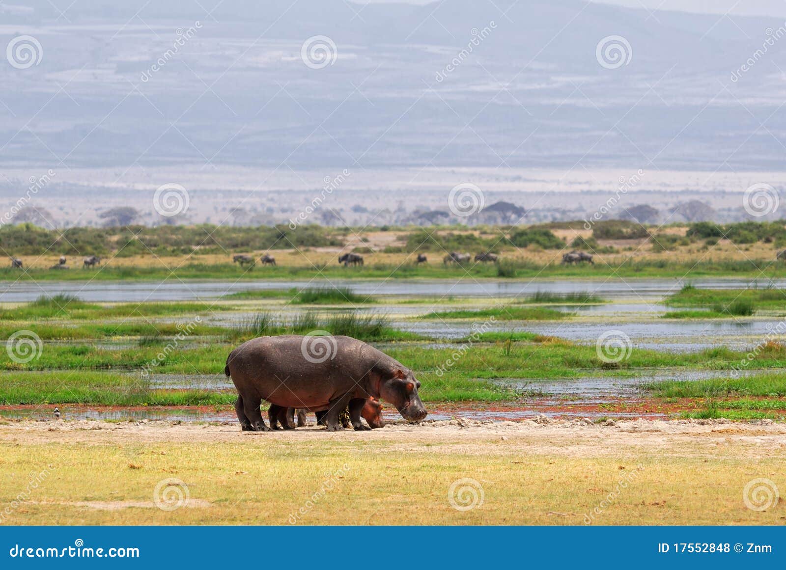 Hippopotamus. Famiglia in una palude, Amboseli, Kenia dell'ippopotamo