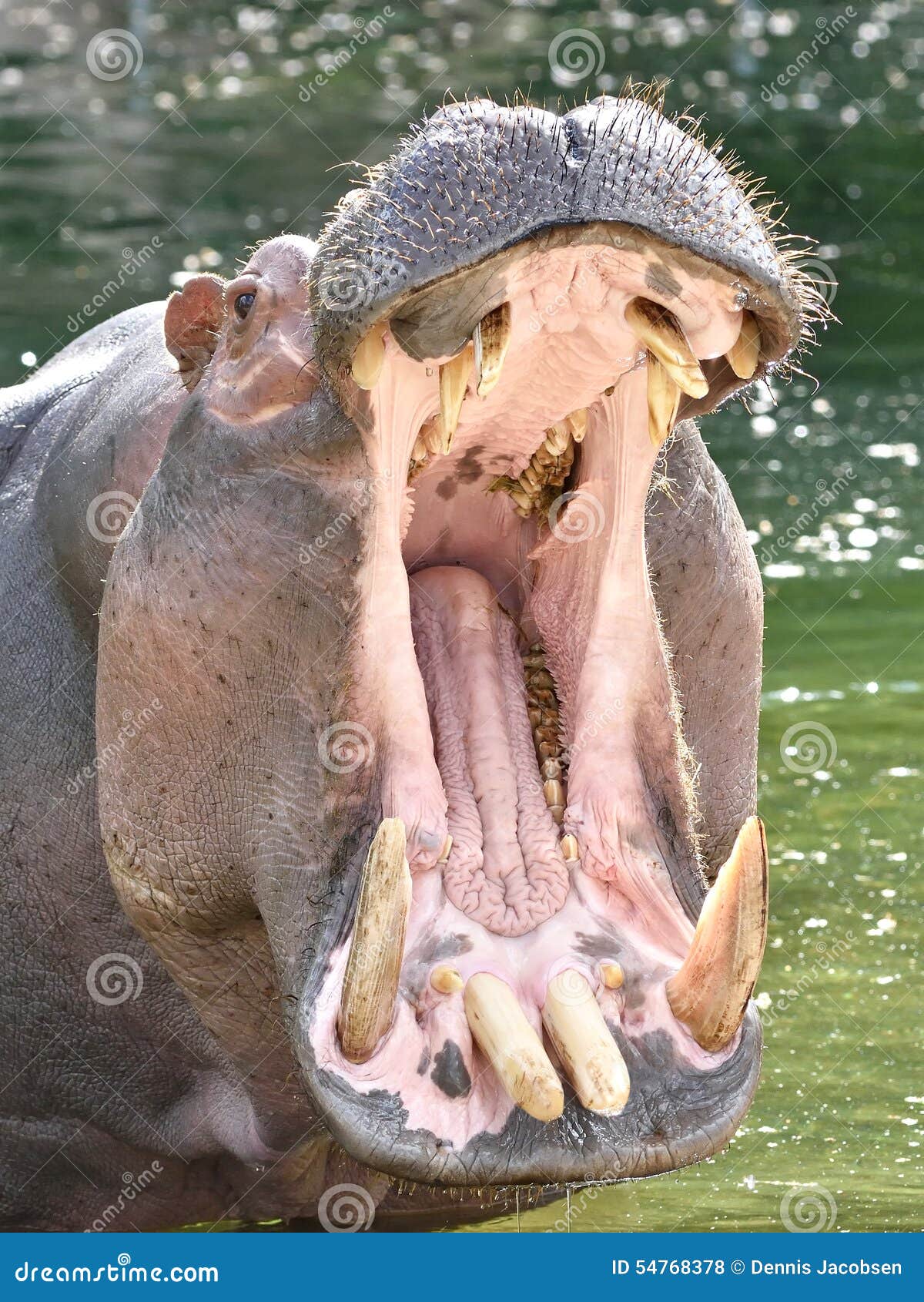 Бегемот открыл рот. Hippopotamus amphibius.