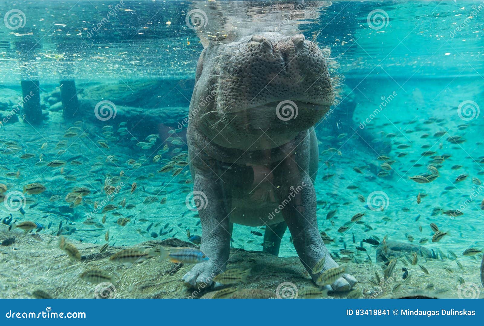 Hippopotamus In Busch Gardens Tampa Bay Florida Stock Image