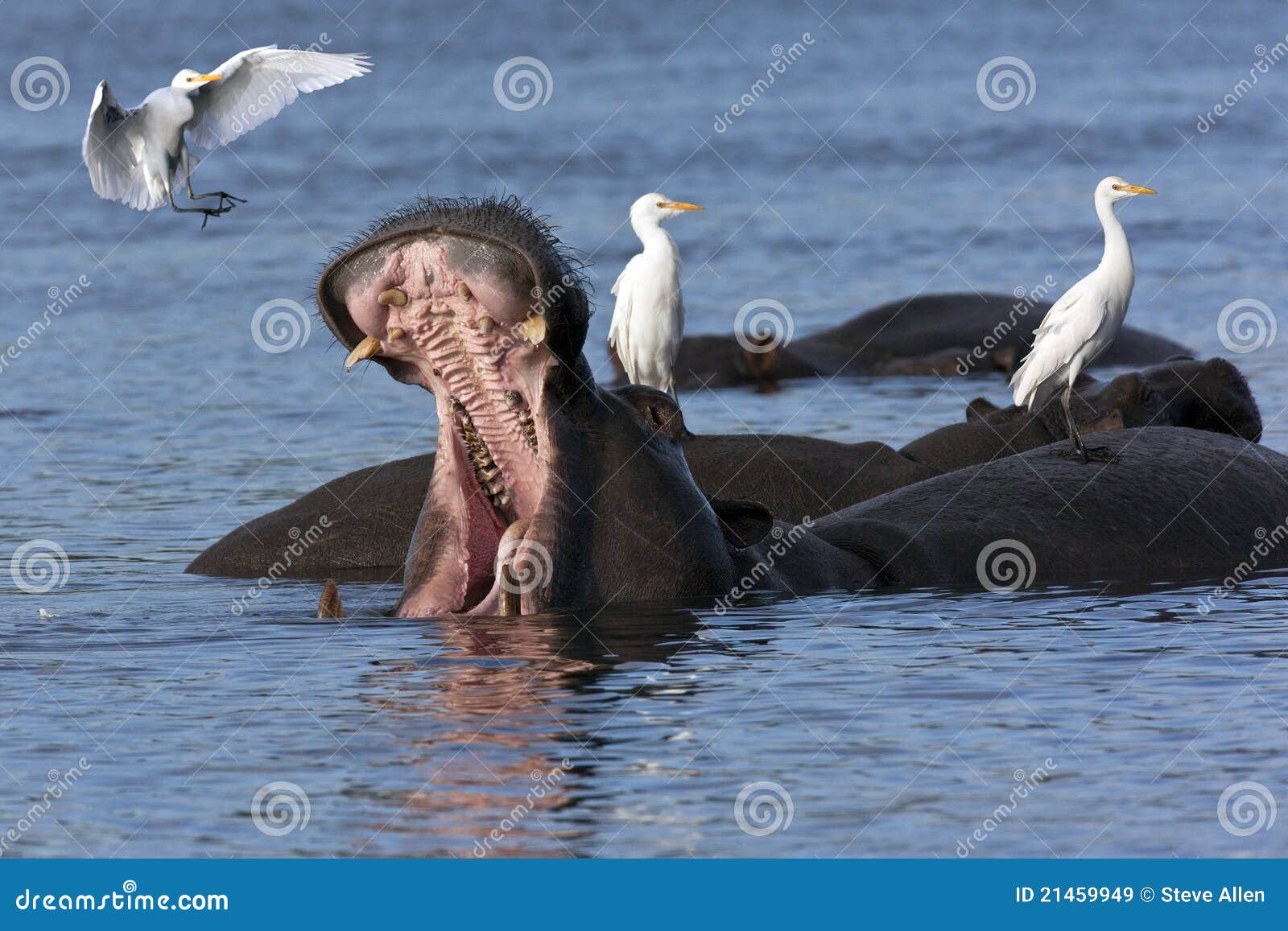 hippopotamus with egrets