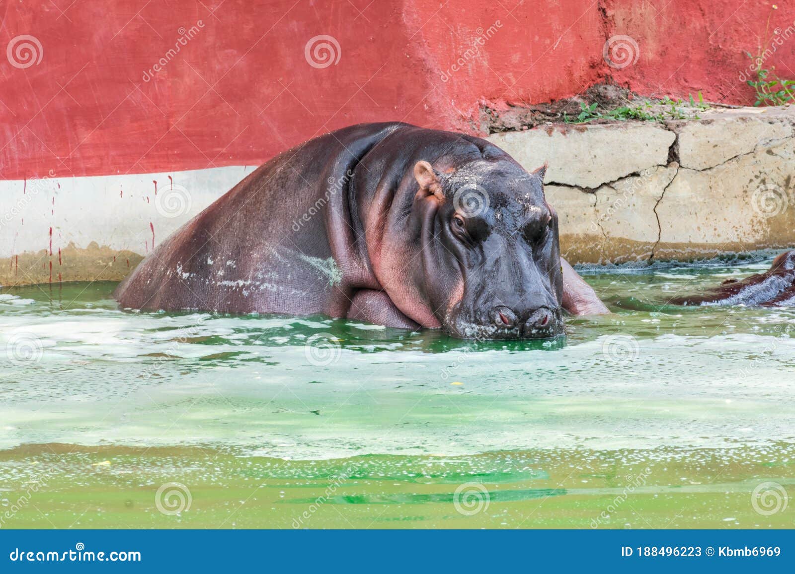 Wild Animal Hippopotamus Bathing in an Indian National Park Pond. Stock  Image - Image of face, national: 188496223