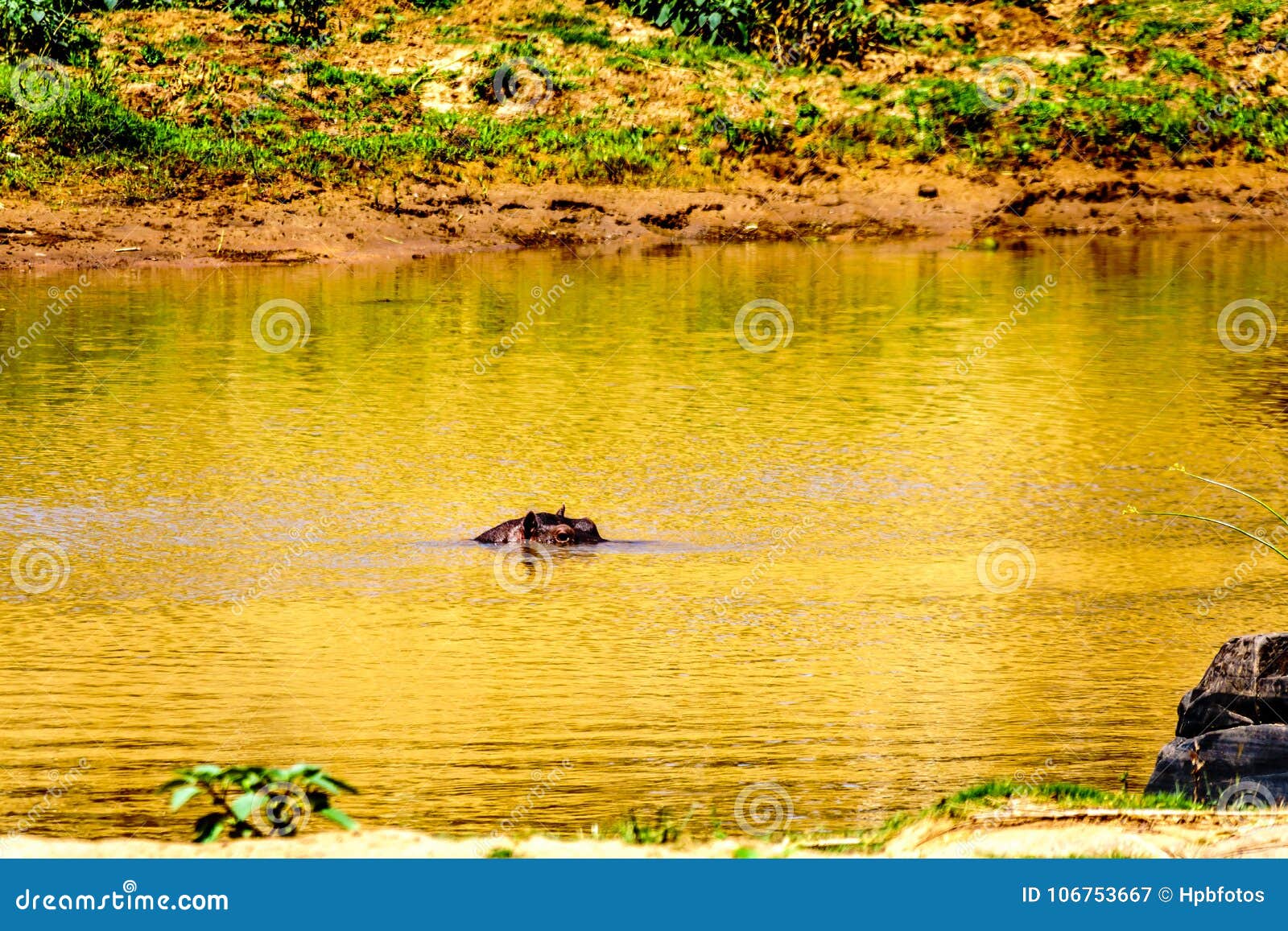 hippopotamus floating in the olifants river in kruger national park