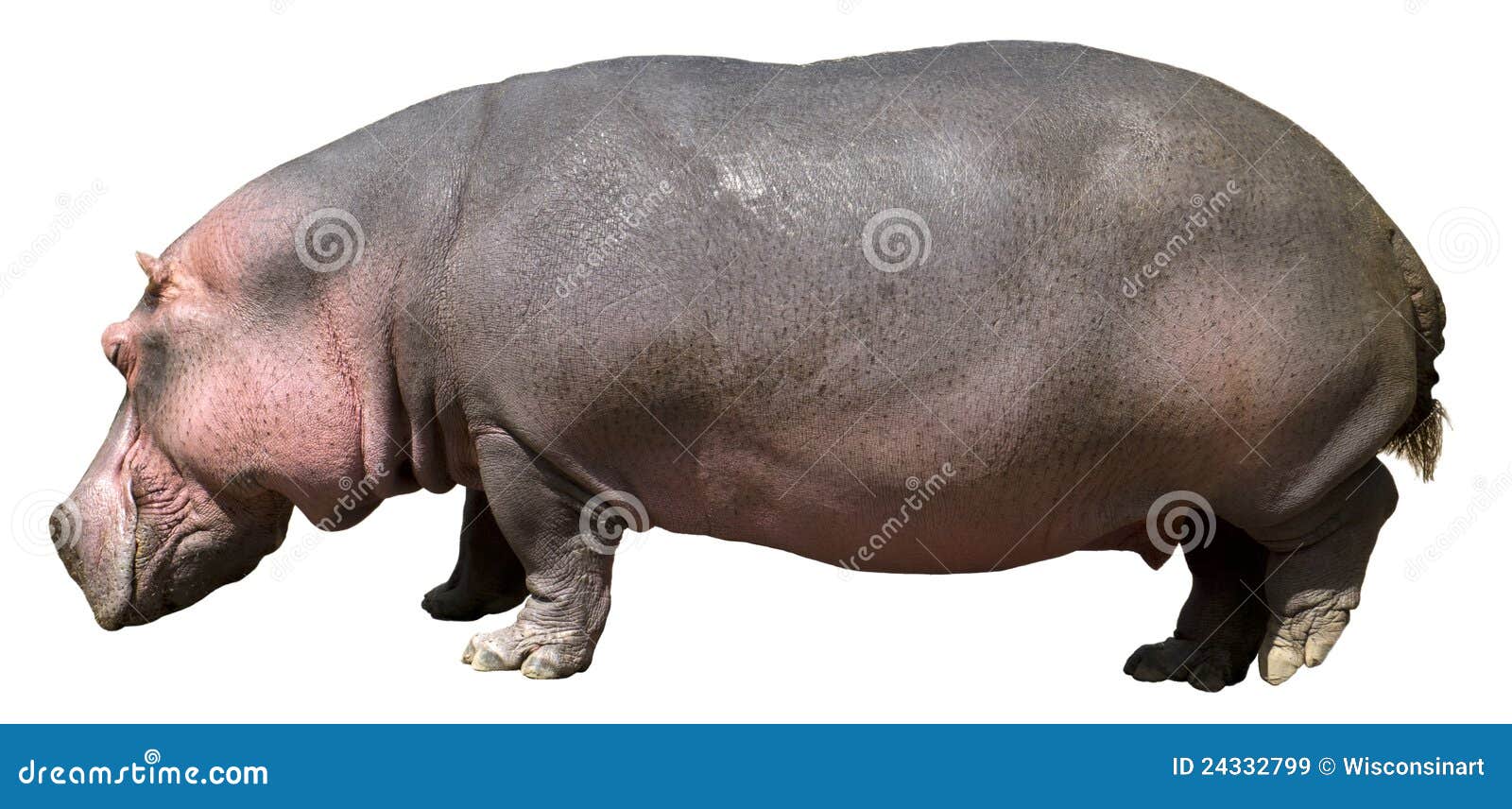 hippopotamus , hippo, wildlife  on white