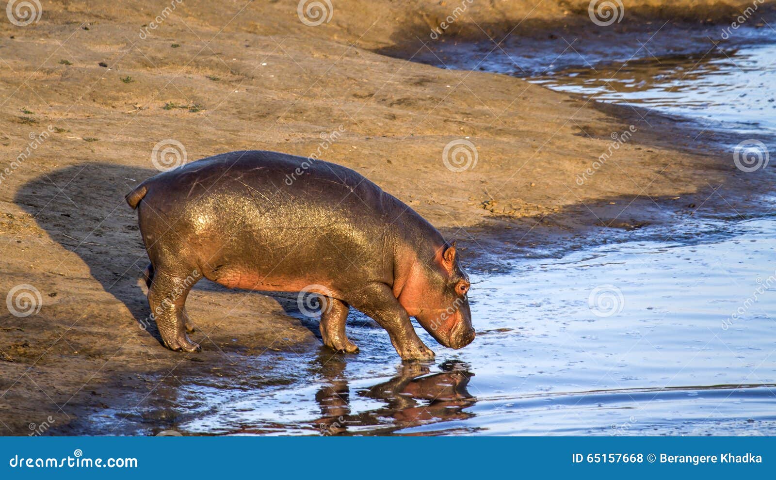 hippopotamus in kruger national park