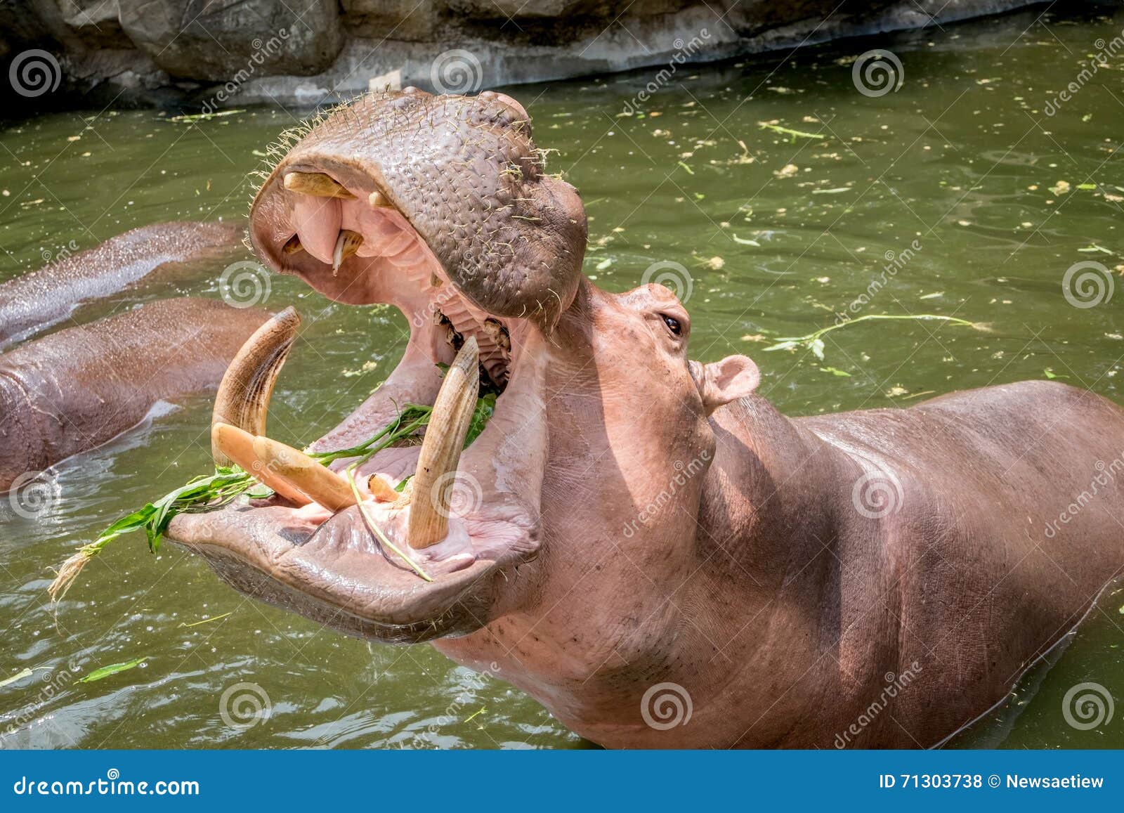 hippopotamus showing mouth and teeth