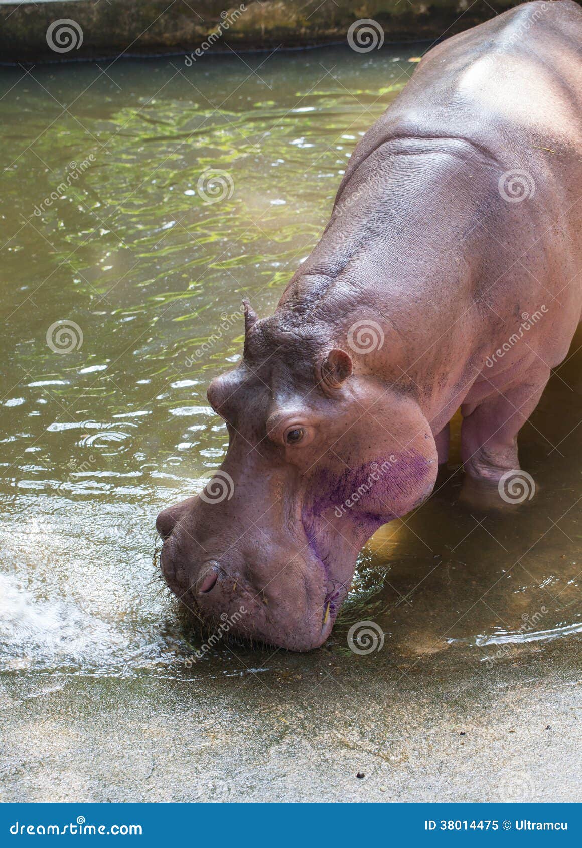 Hippopotamus the Strongest Animal Stock Image - Image of open, mouth:  38014475