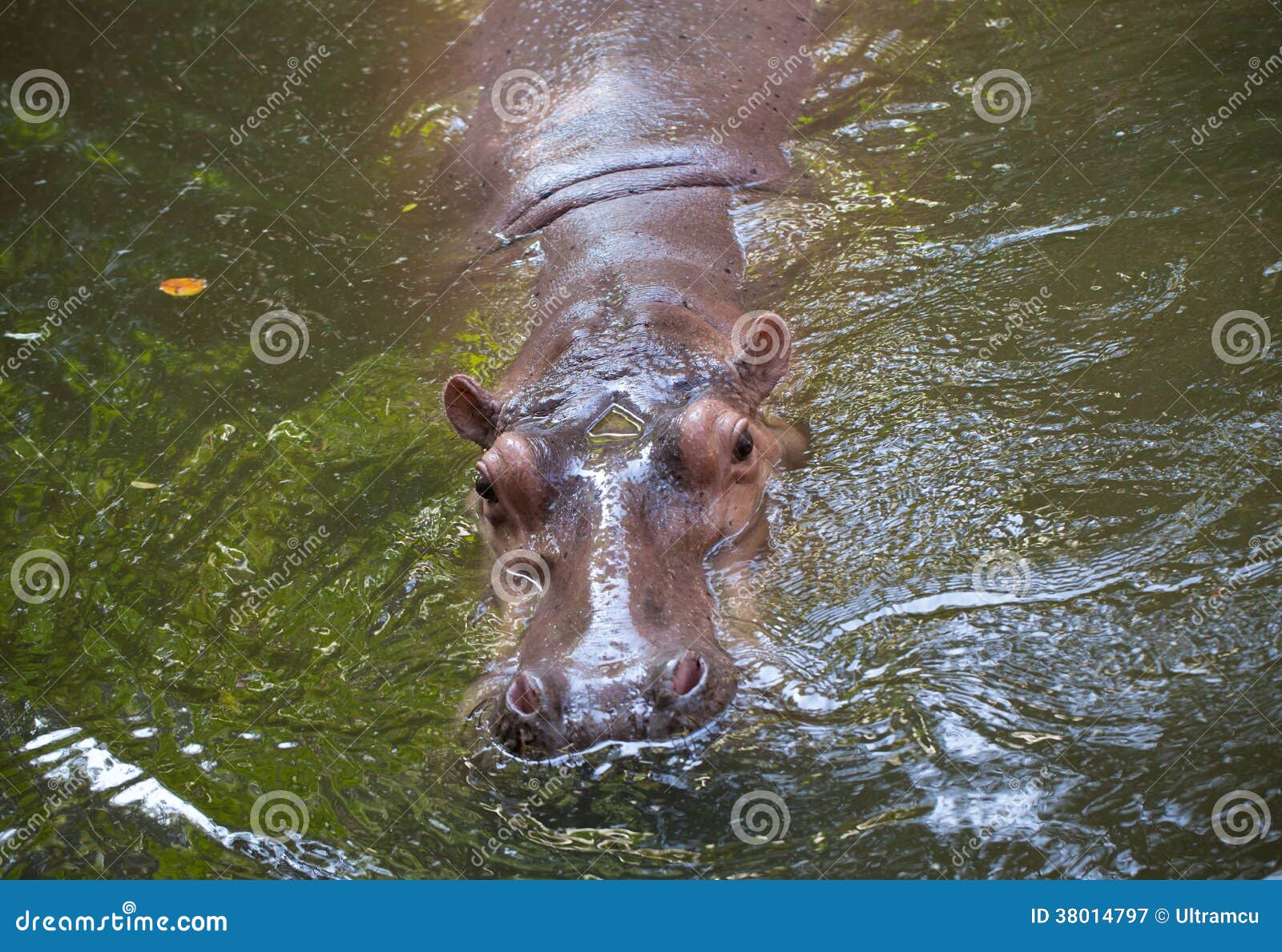 Hippopotamus the Strongest Animal Stock Image - Image of mouth, hippo: 38014797 Hippopotamus the Strongest Animal Stock Image - Image of mouth, hippo: 38014797