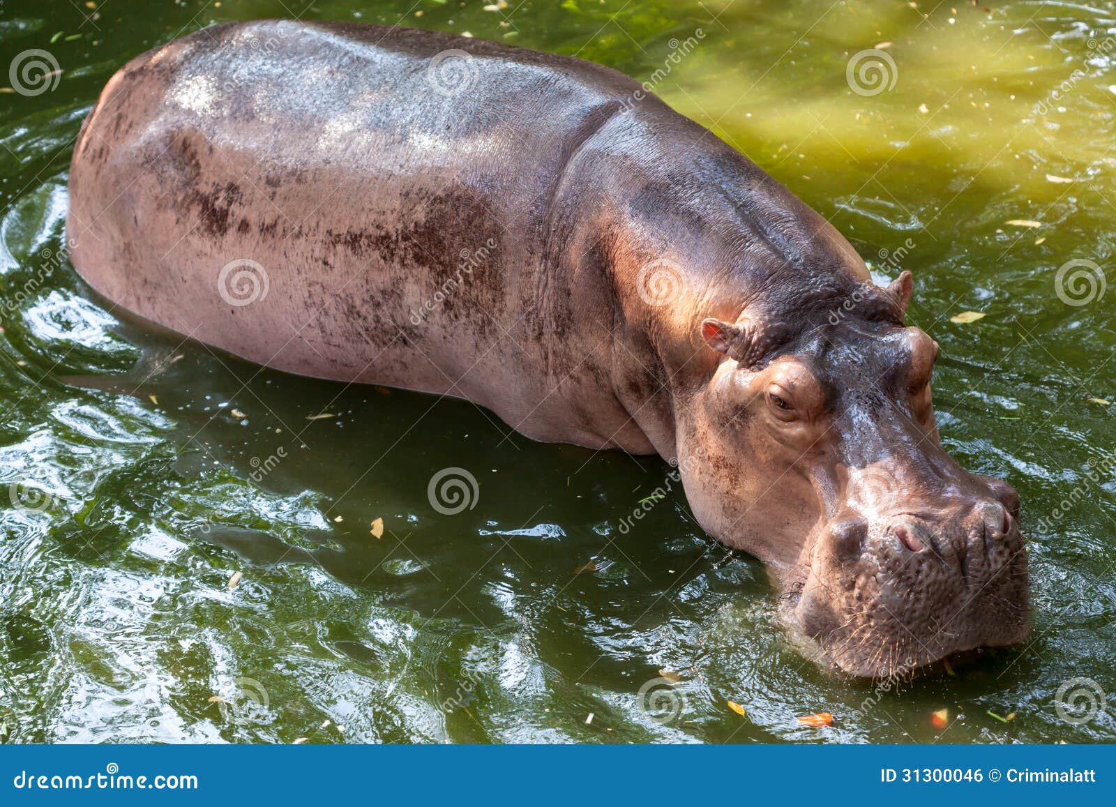 Hippopotamus Swimming in Water Stock Photo Image of huge, wildlife