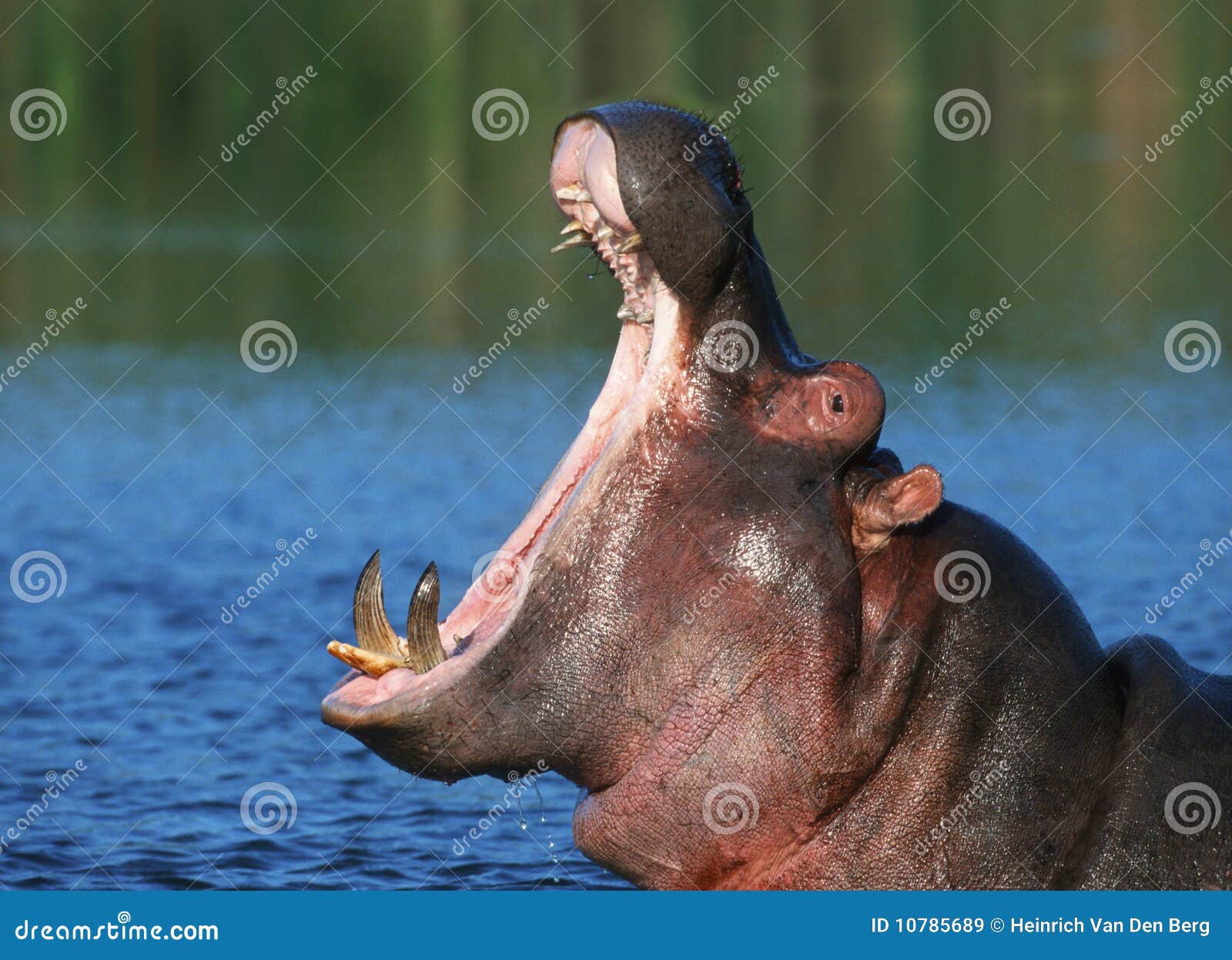 hippopotamus in water