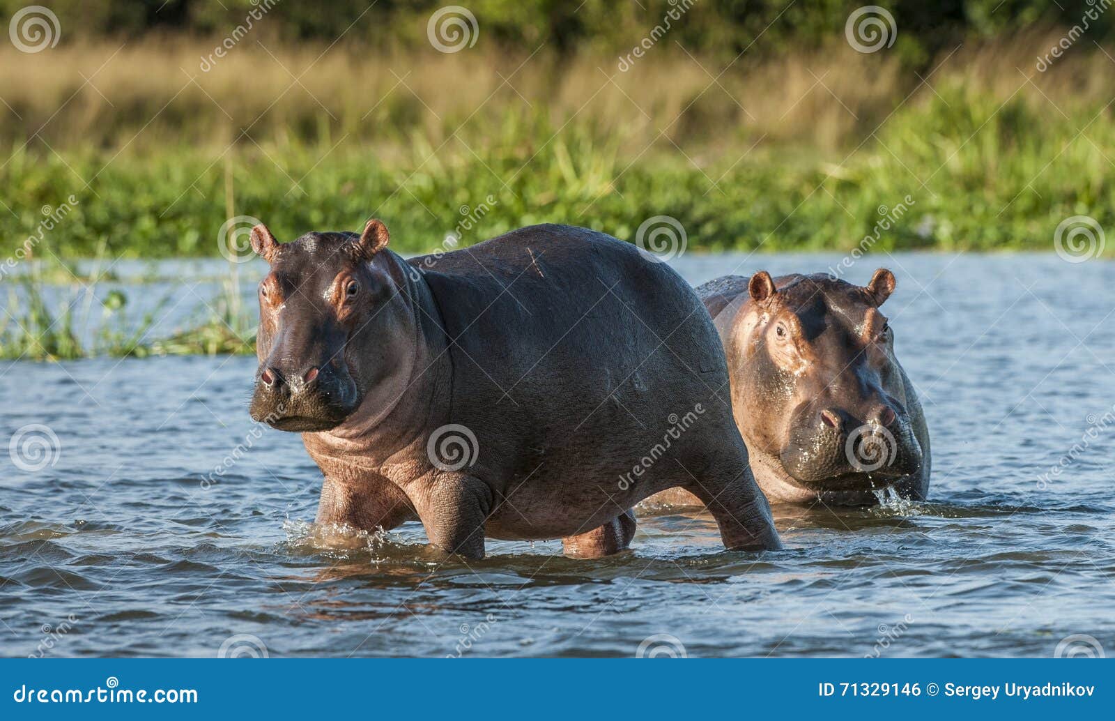 hippopotamus in the water. the common hippopotamus (hippopotamus amphibius)