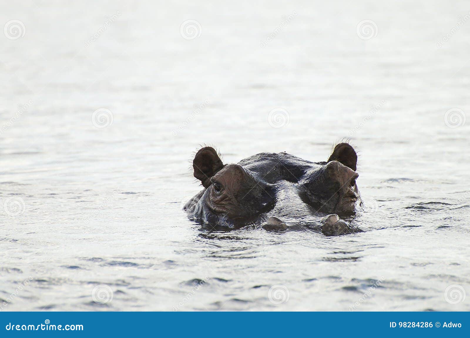 Hippopotamus - εθνικό πάρκο Chobe - Μποτσουάνα