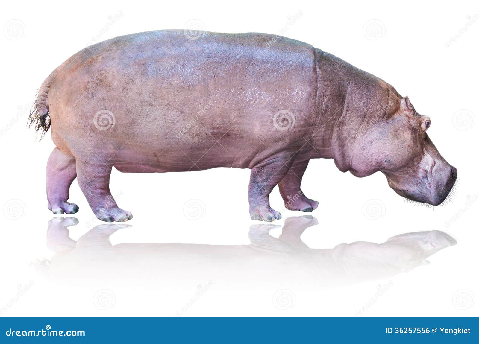 Hippos isolated on white stock photo. Image of amphibius - 36257556
