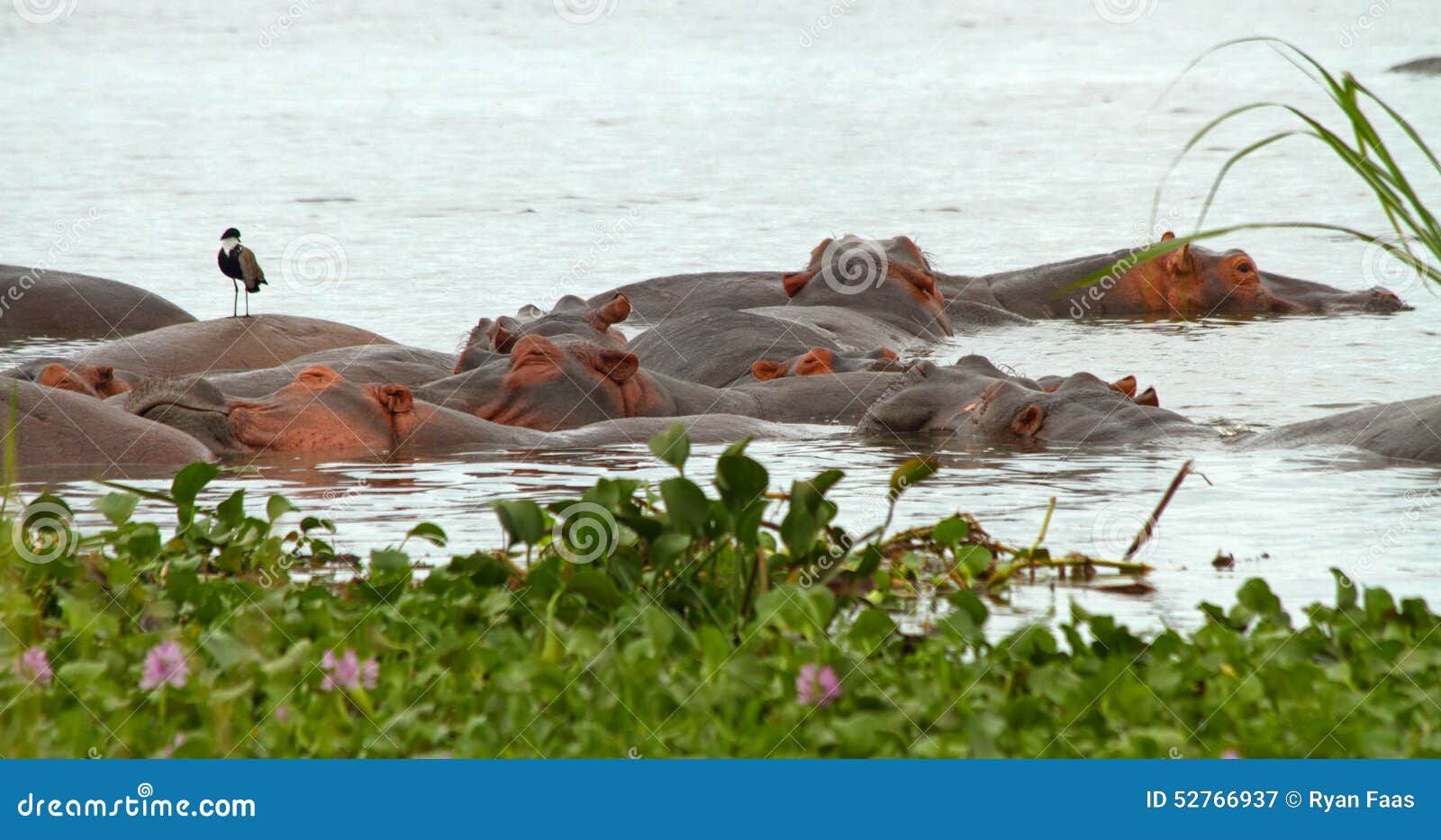Hippos in a pile stock image. Image of animal, pink, pile - 52766937 Hippos in a pile stock image. Image of animal, pink, pile - 52766937