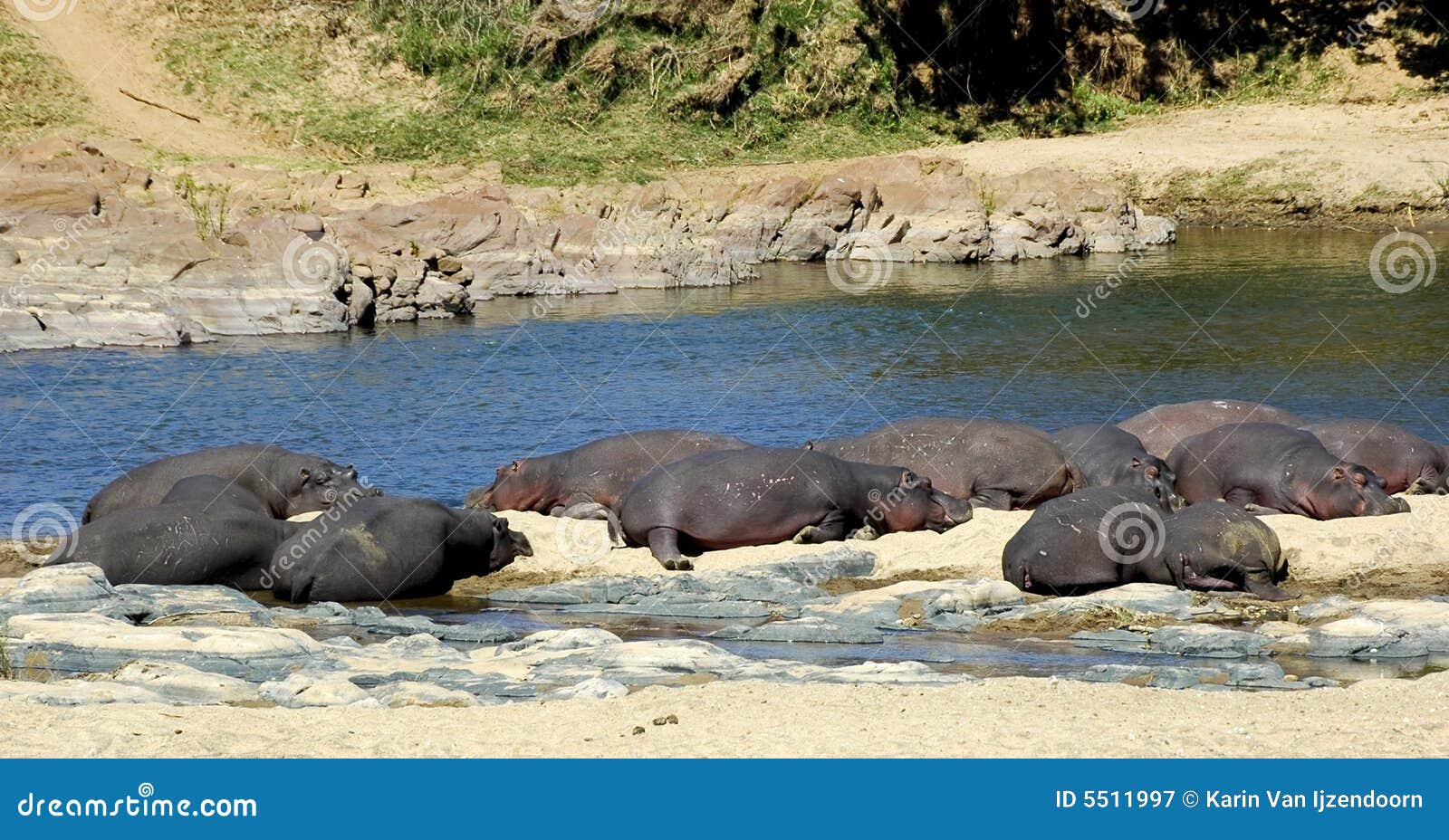 hippos resting on riverbank