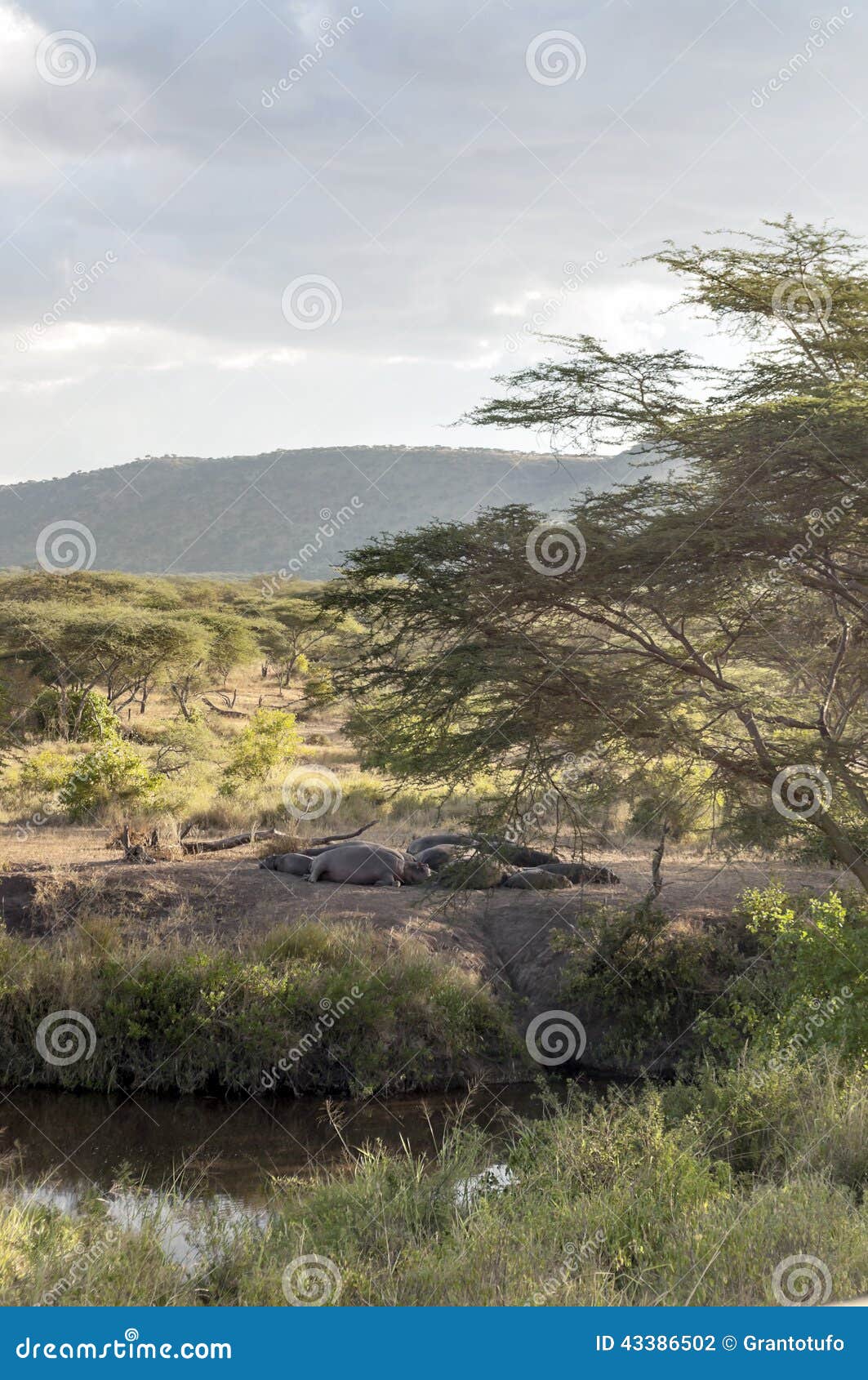 hippos surrounded by trees