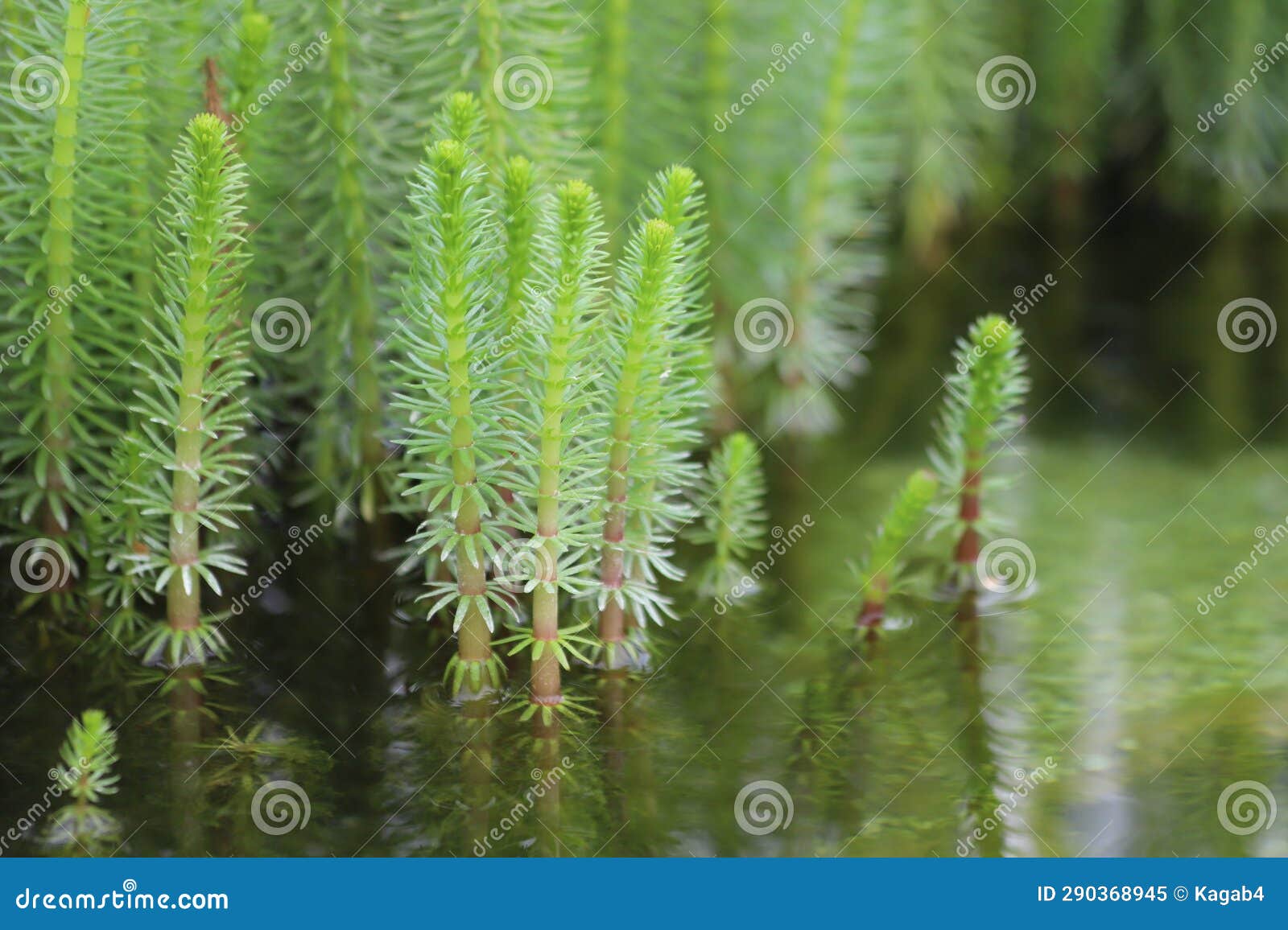 hippuris vulgaris. mare's-tail, common mare's tail, aquatic plant.