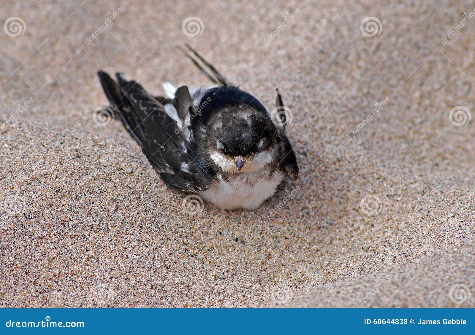 Hirondelle De Bebe Photo Stock Image Du Hirondelle Plage
