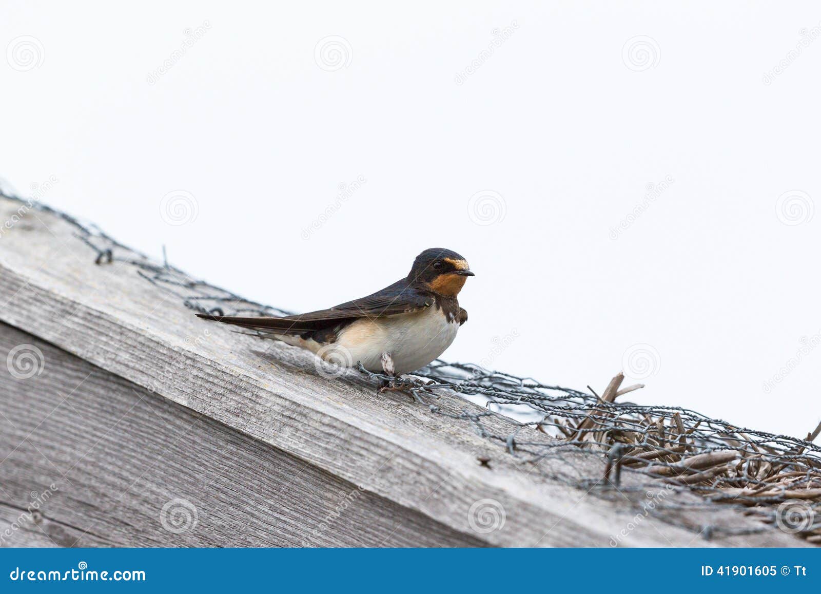 Hirondelle de grange se reposant sur le toit