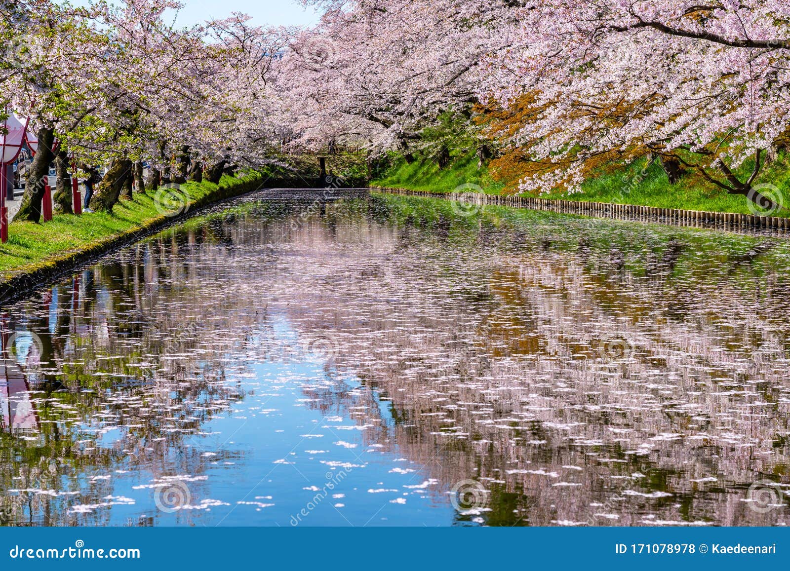 argument Doktor i filosofi hektar Hirosaki City Cherry Blossom Matsuri. Clear Blue Sky Springtime Sunny Day.  Hanaikada Petals Raft at Outer Moat Stock Photo - Image of hirosaki, river:  171078978