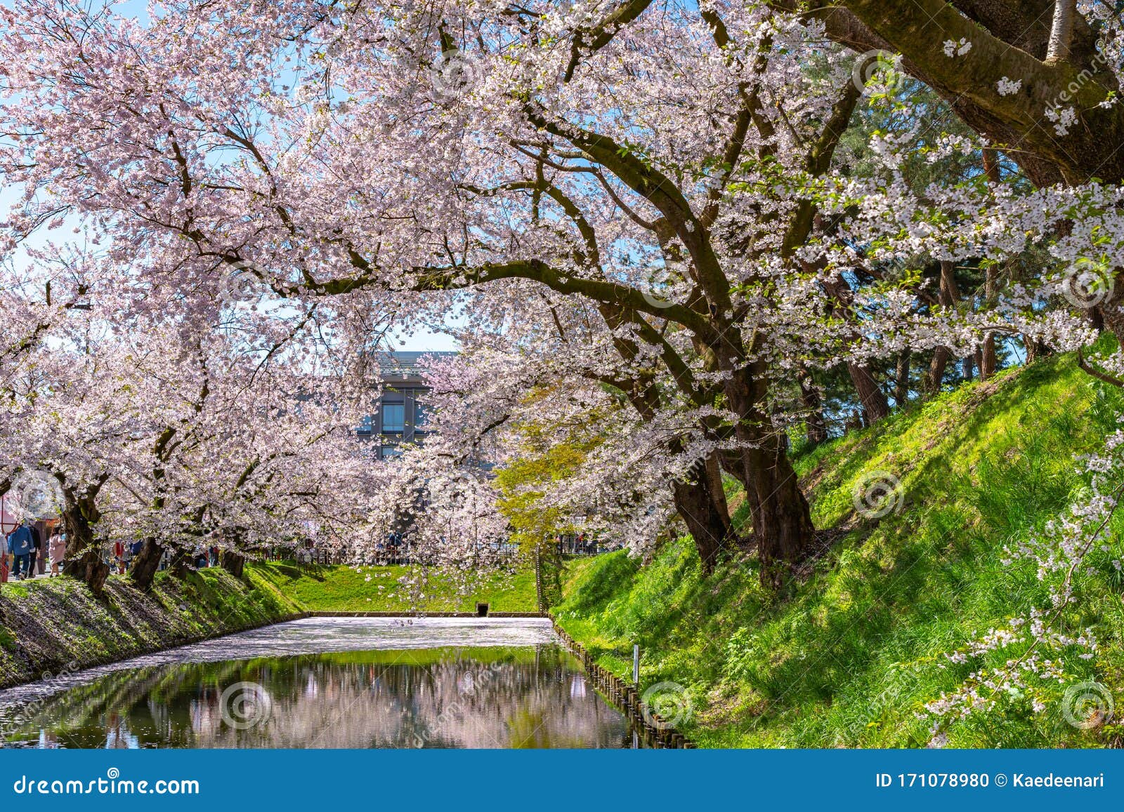 Hirosaki City Cherry Blossom Matsuri. Clear Blue Sky Springtime Sunny ...
