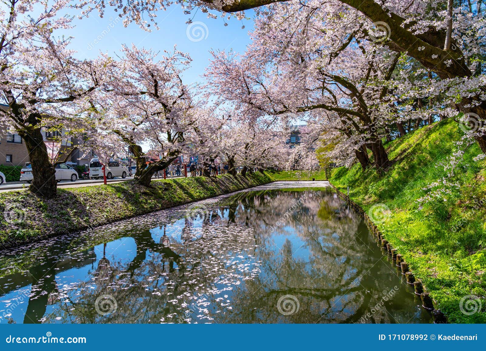Hirosaki City Cherry Blossom Matsuri. Clear Blue Sky Springtime Sunny ...