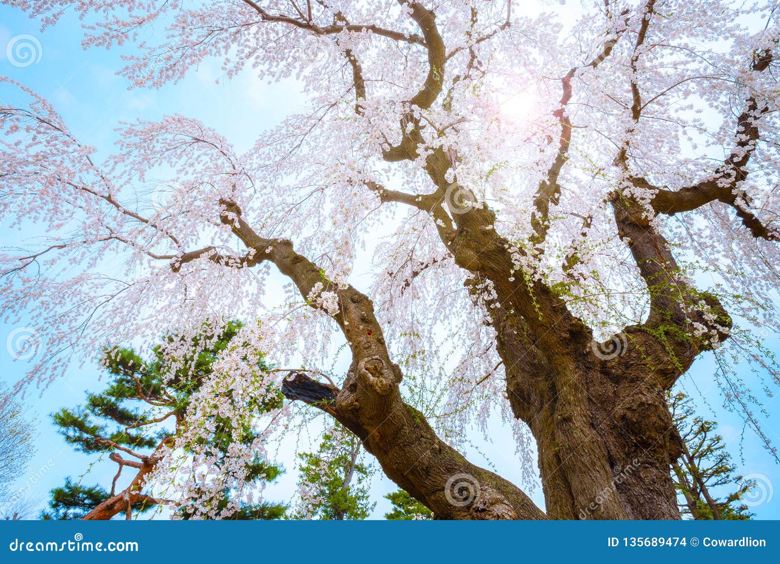 the fujita memorial japanese garden in hirosaki, japan