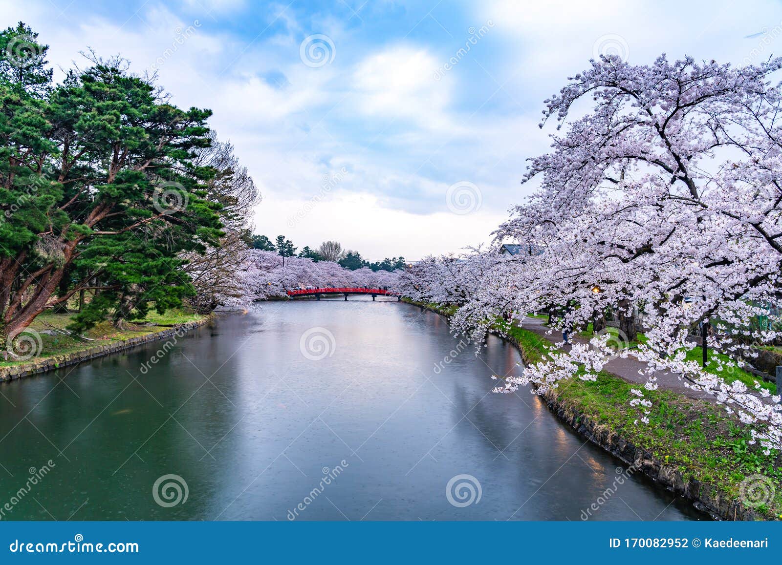 Hirosaki Park Cherry Blossoms Matsuri Festival in Springtime Season ...