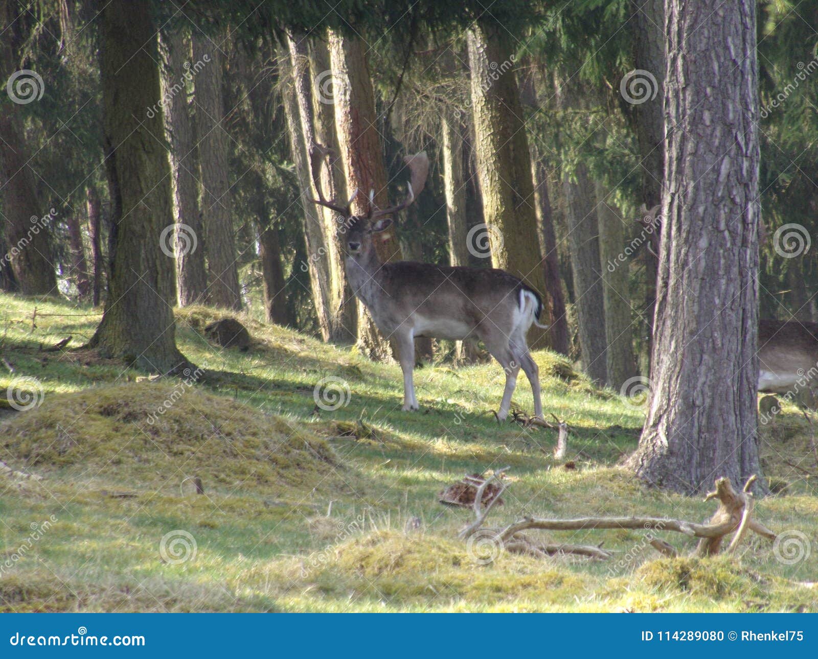hirsch im wald in nordhessen / deer in the forest in northern hesse