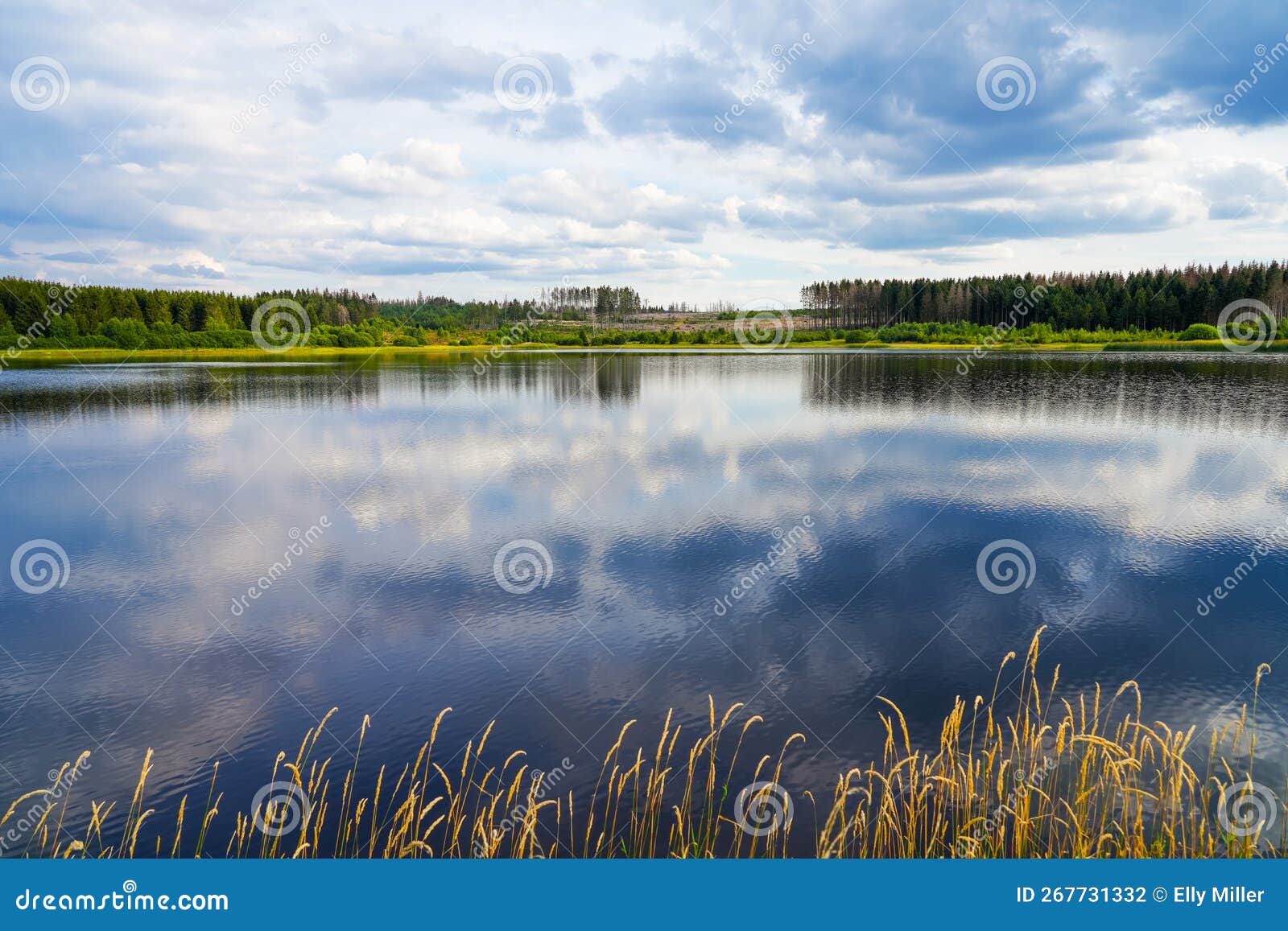 hirschler pond near clausthal-zellerfeld in the harz mountains.