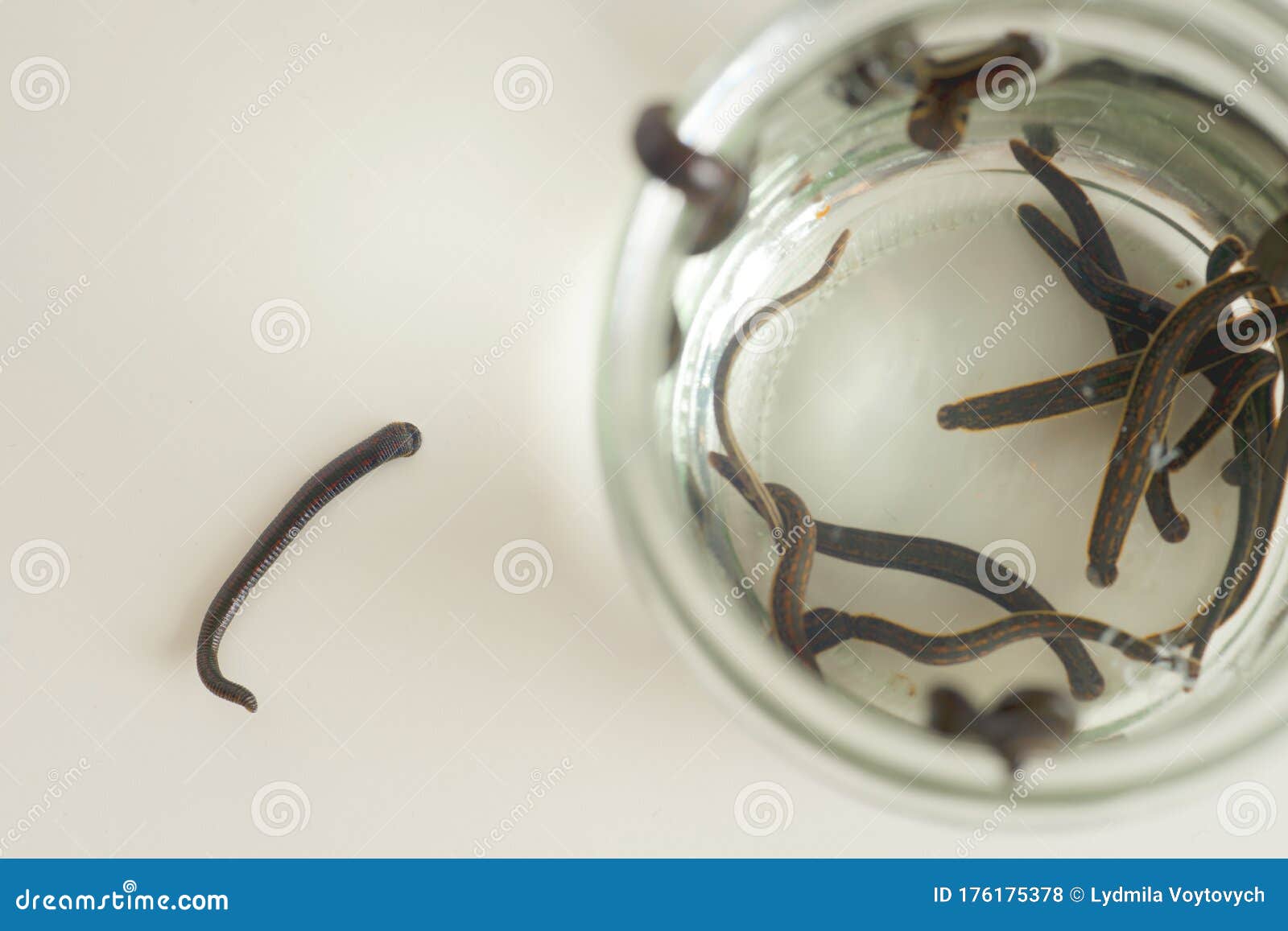 Hirudotherapy. Medical Leeches in Water before Therapy. Stock