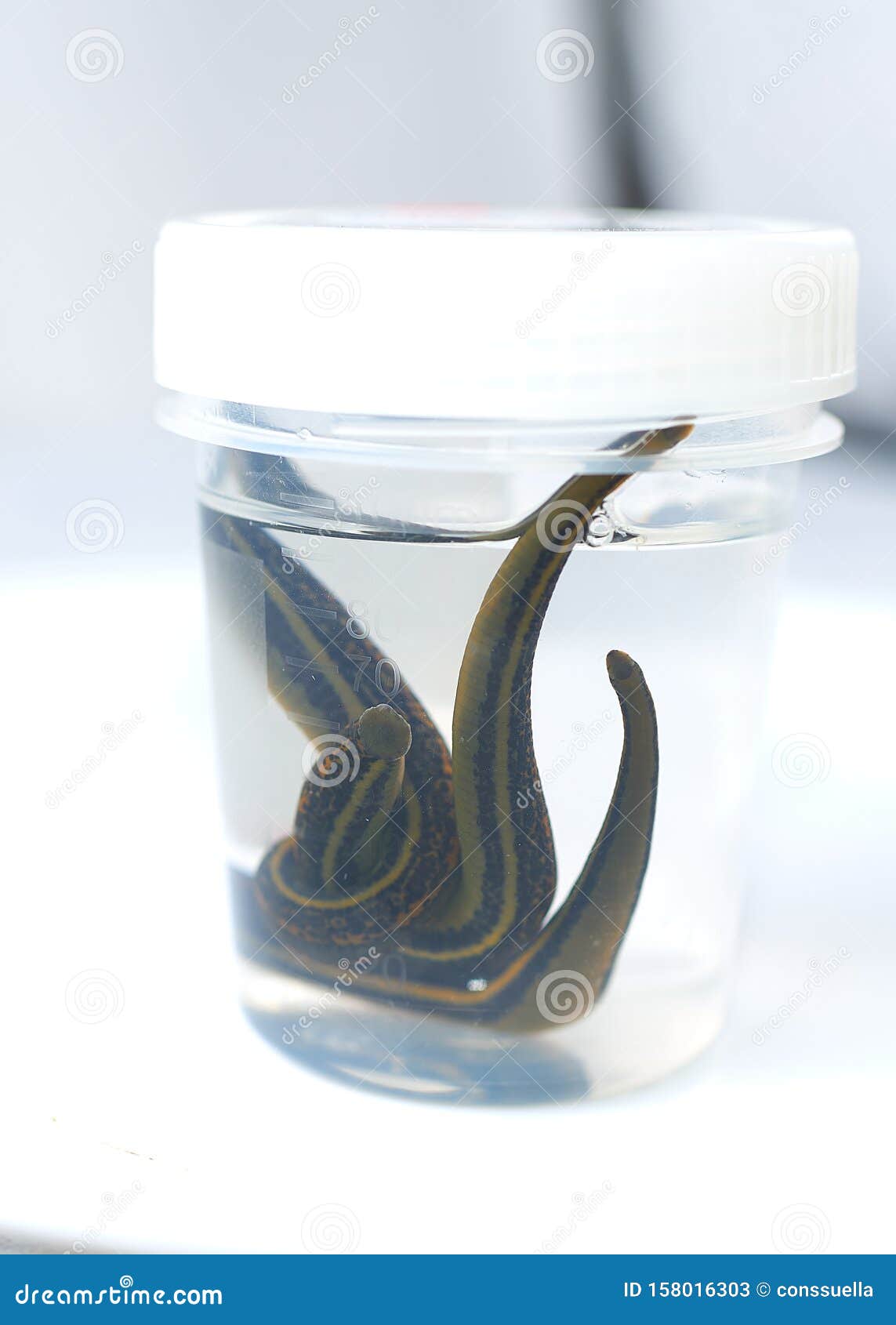 Hirudotherapy. Medical Leeches in a Glass in Water Stock Image