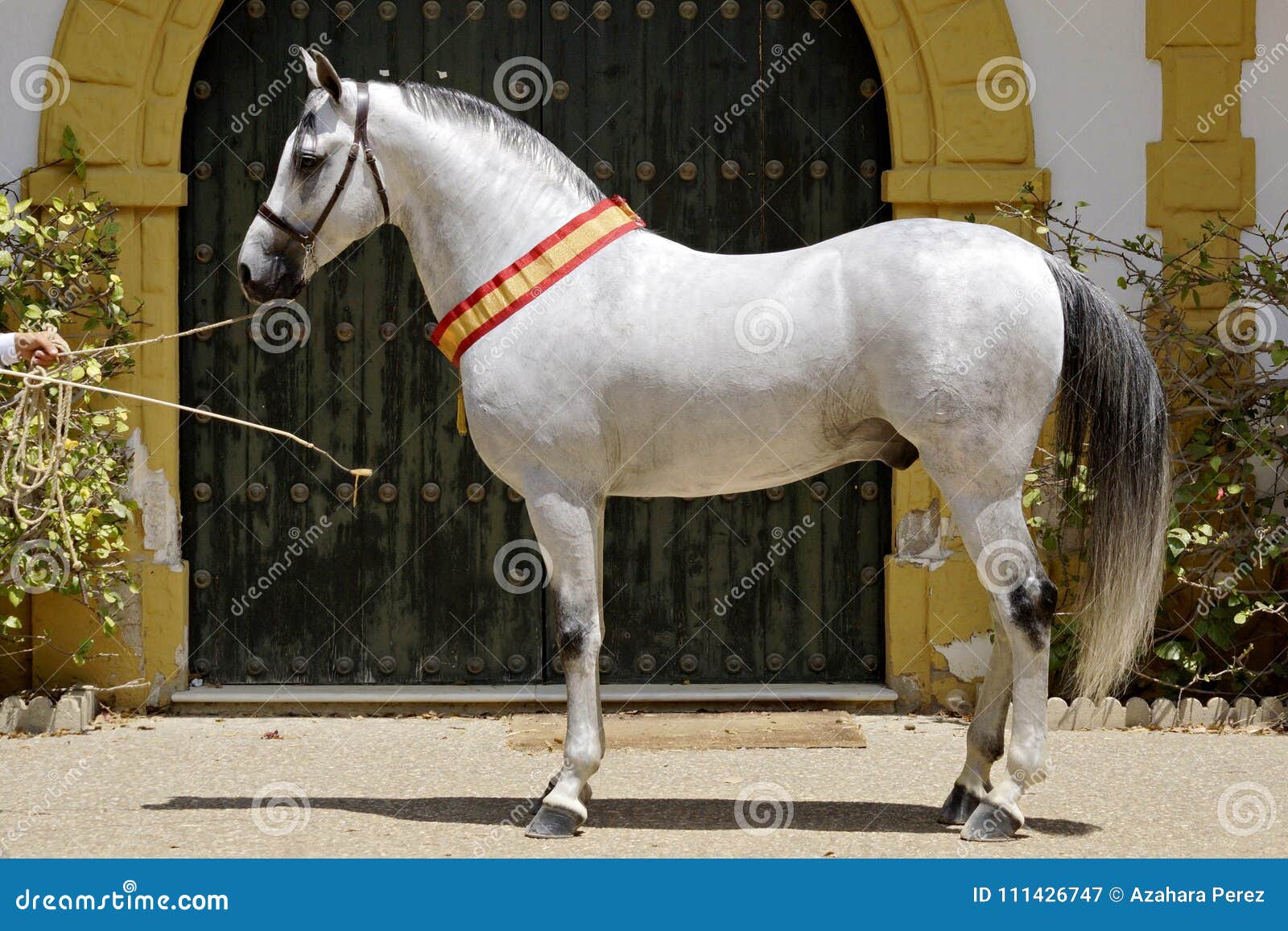 hispano arabian stallion champion in jerez horse fair