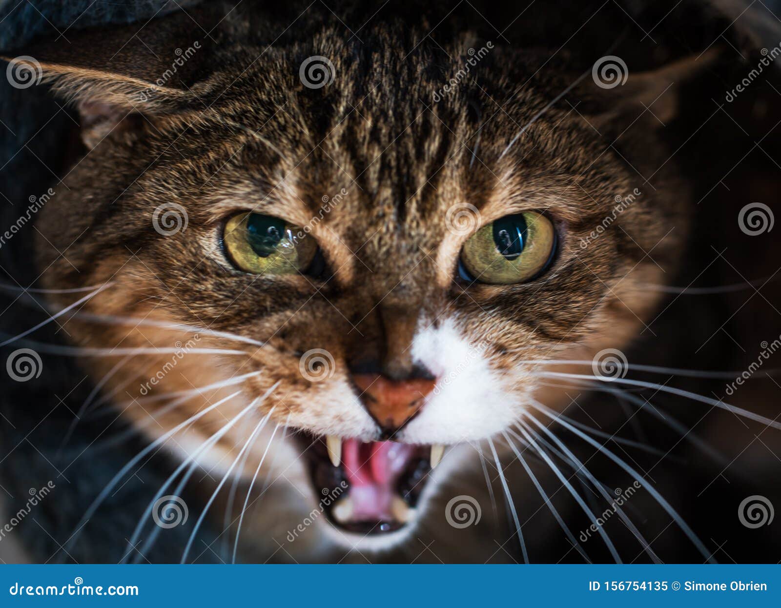 Hissing Cat Face Image & Photo (Free Trial)