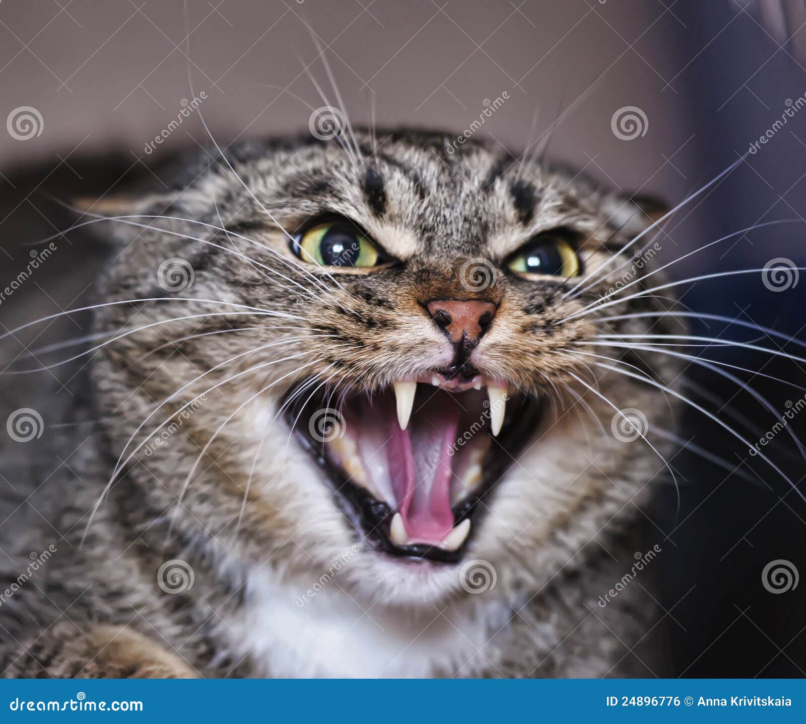 Hissing Cat Face Image & Photo (Free Trial)