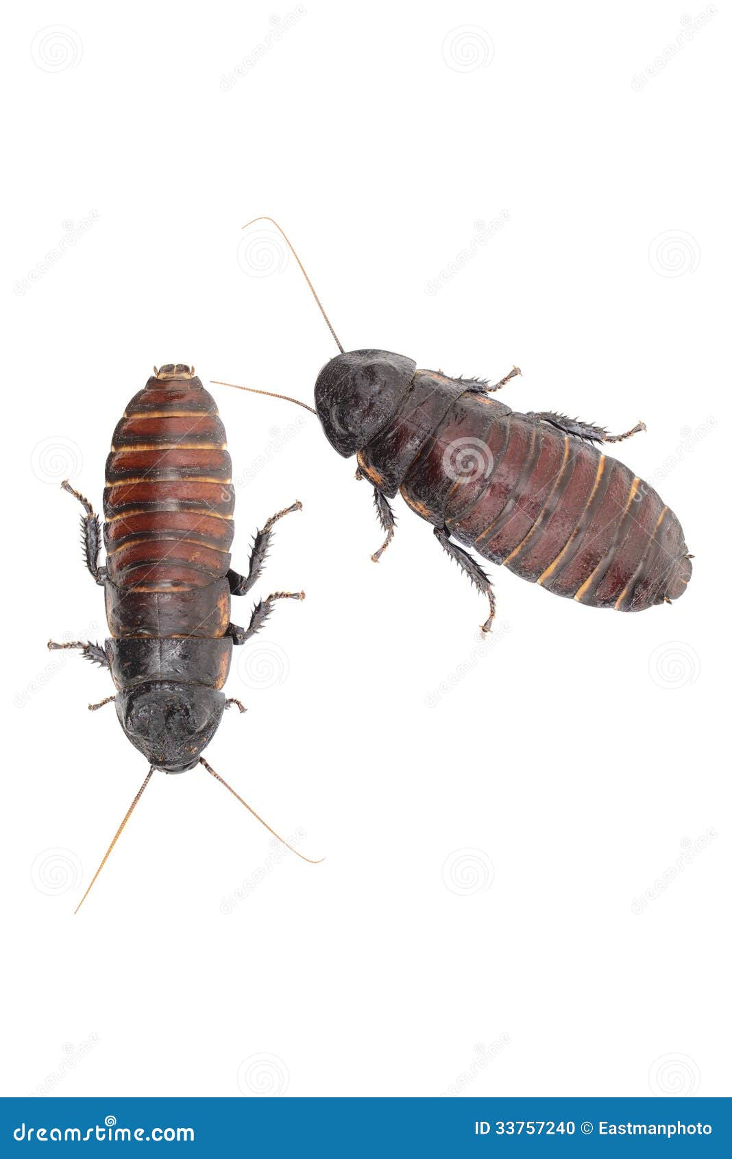 Hissing Cockroach stock photo. Image of cockroach, closeup - 33757240