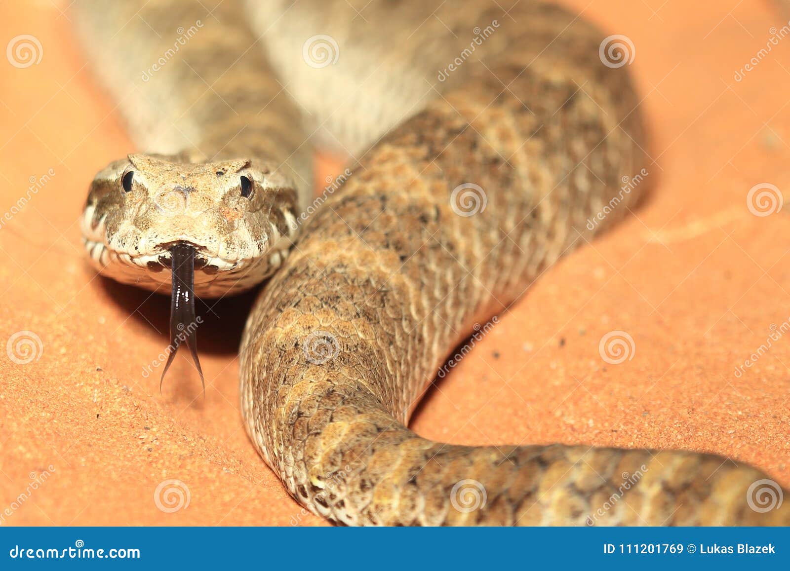 rough-scaled death adder