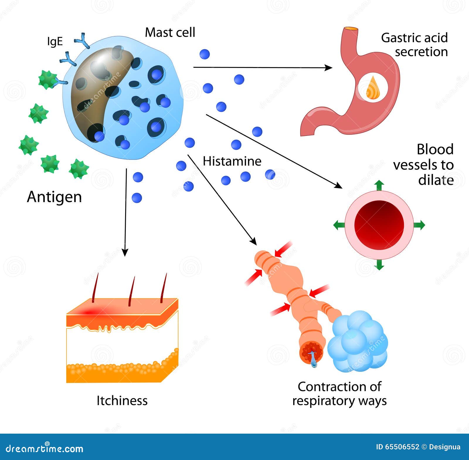 histamine. allergies or allergic diseases