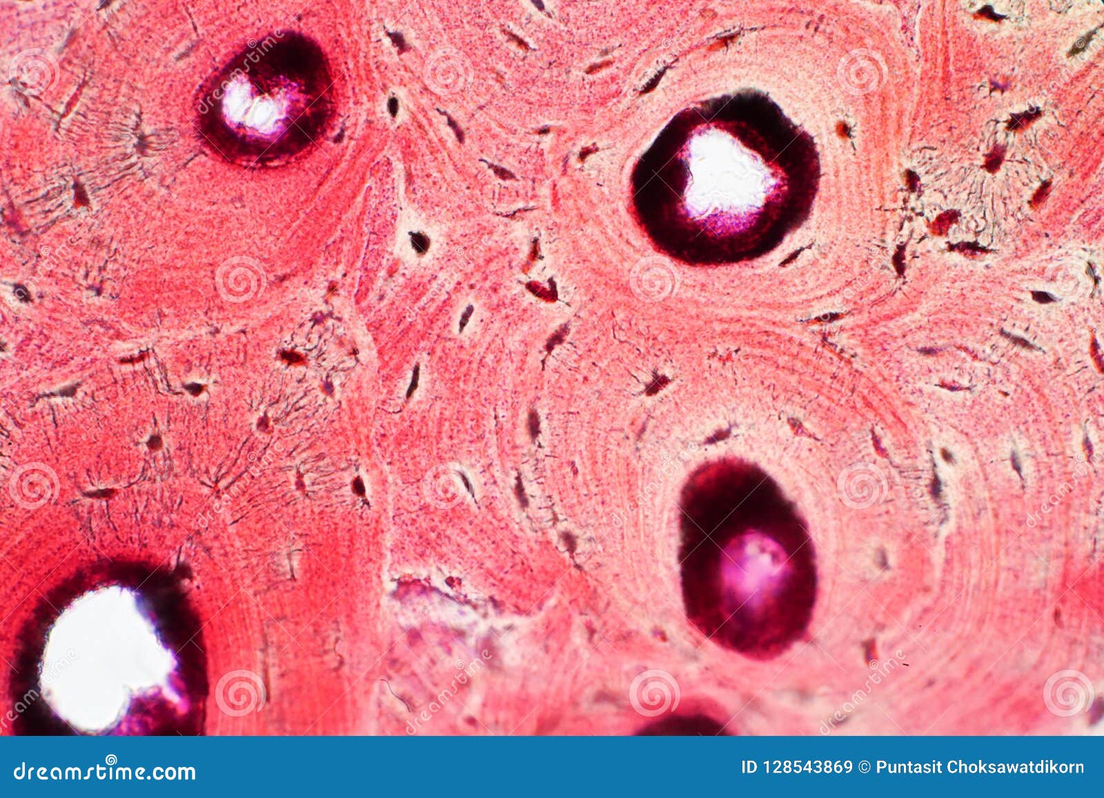 Histology Of Human Compact Bone Tissue Under Microscope 