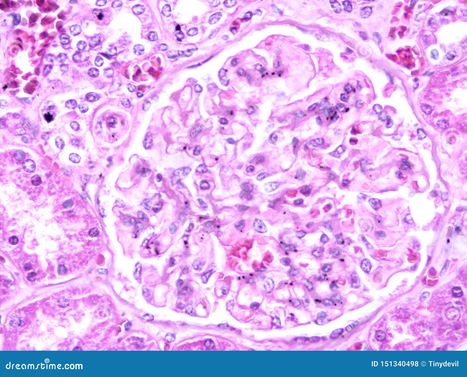 histology of human liver tissue