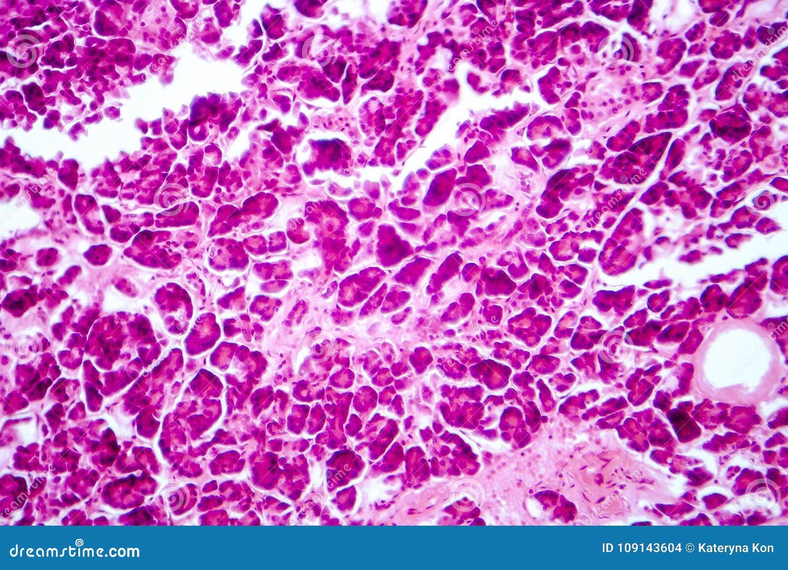 histology of human pancreatic tissue