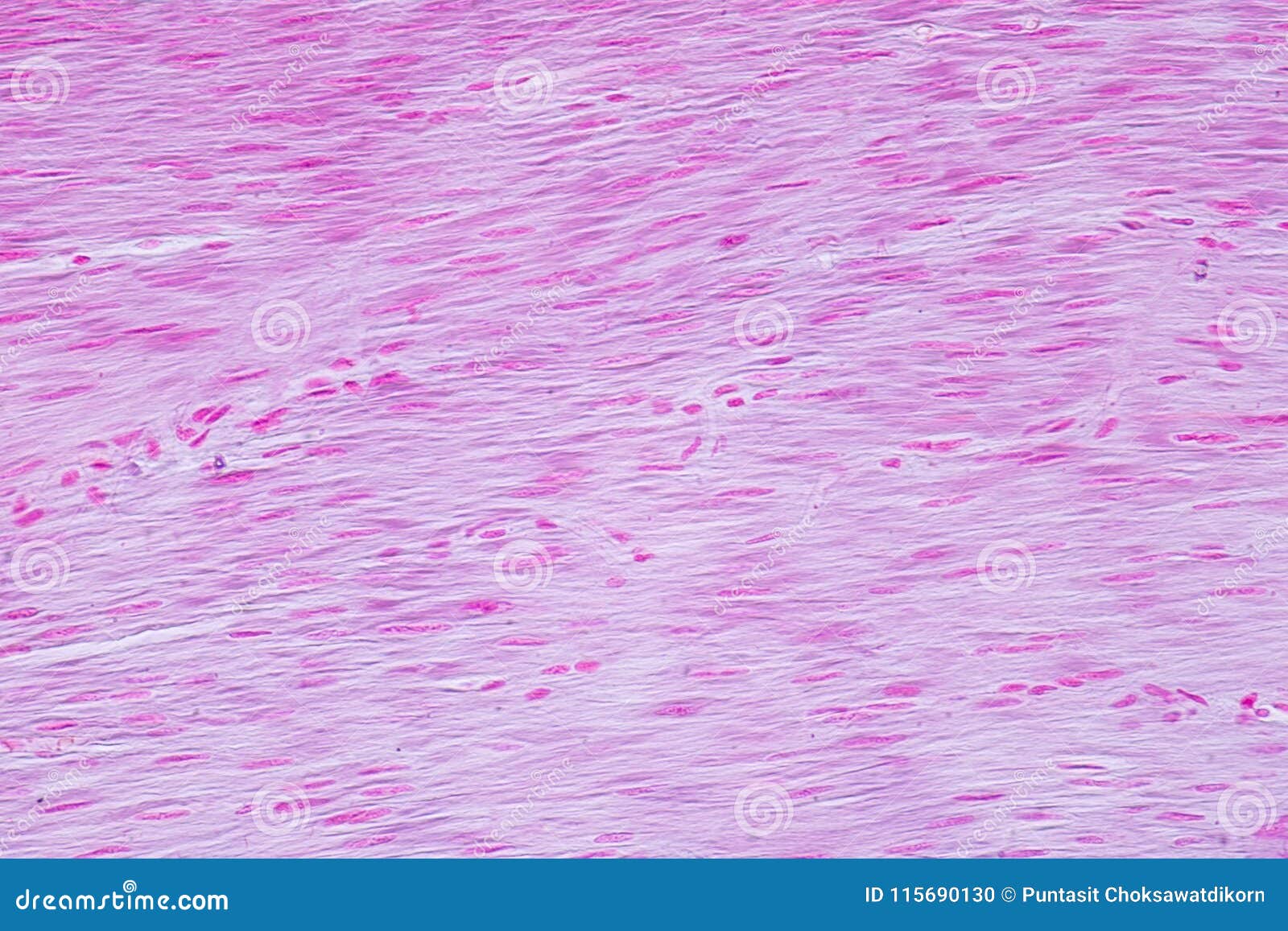 histology of human smooth muscle under microscope view for education