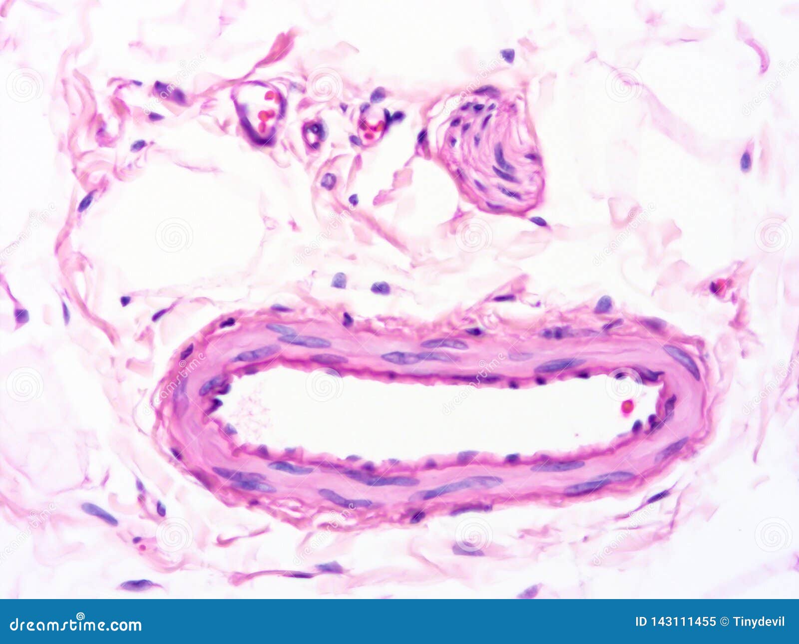 histology of human tissue