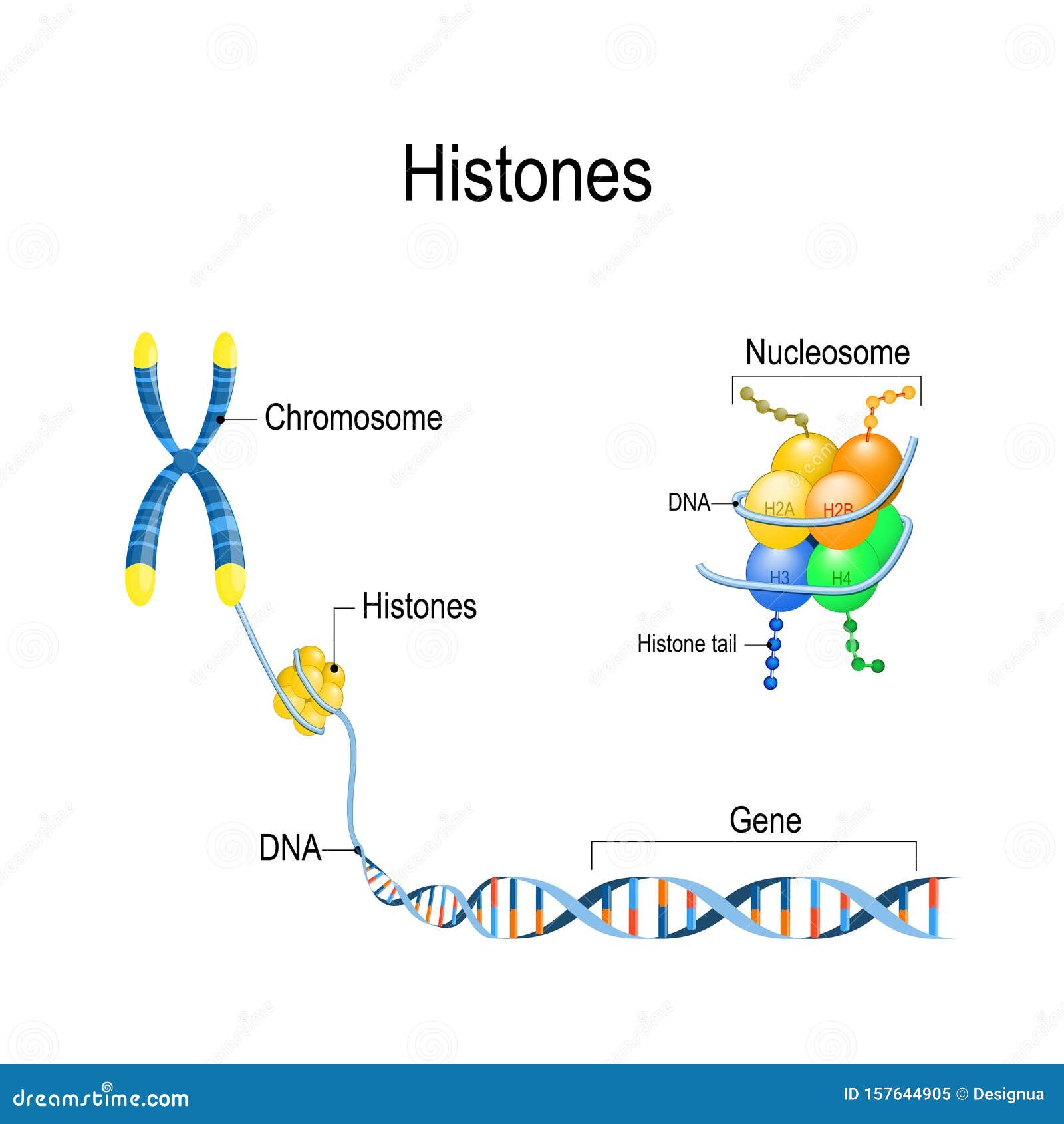 Histones Close Up. Organization and Packaging of Genetic Material DNA ...