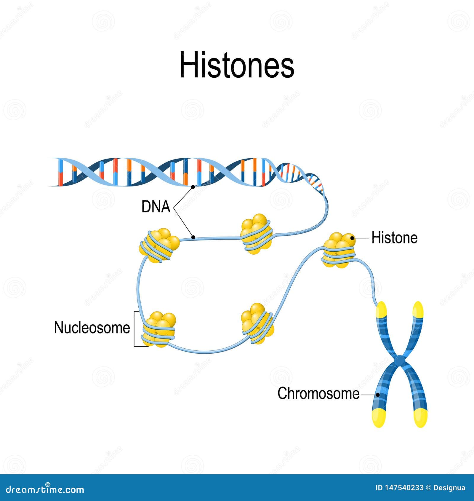 histones. schematic representation shows the organization and packaging of genetic material in chromosome