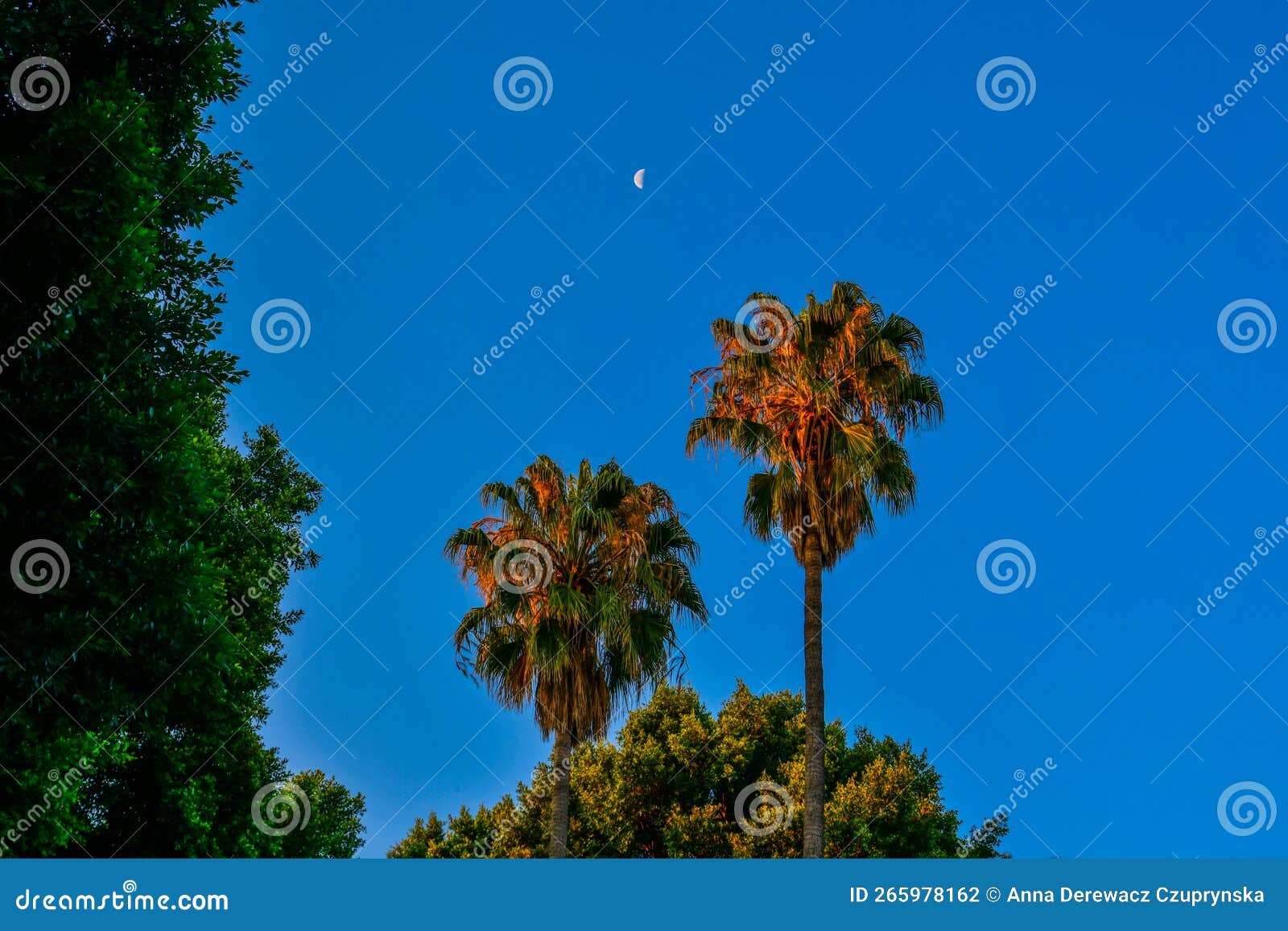 the edge of the moon against the backdrop of palm trees illuminated by the sunset