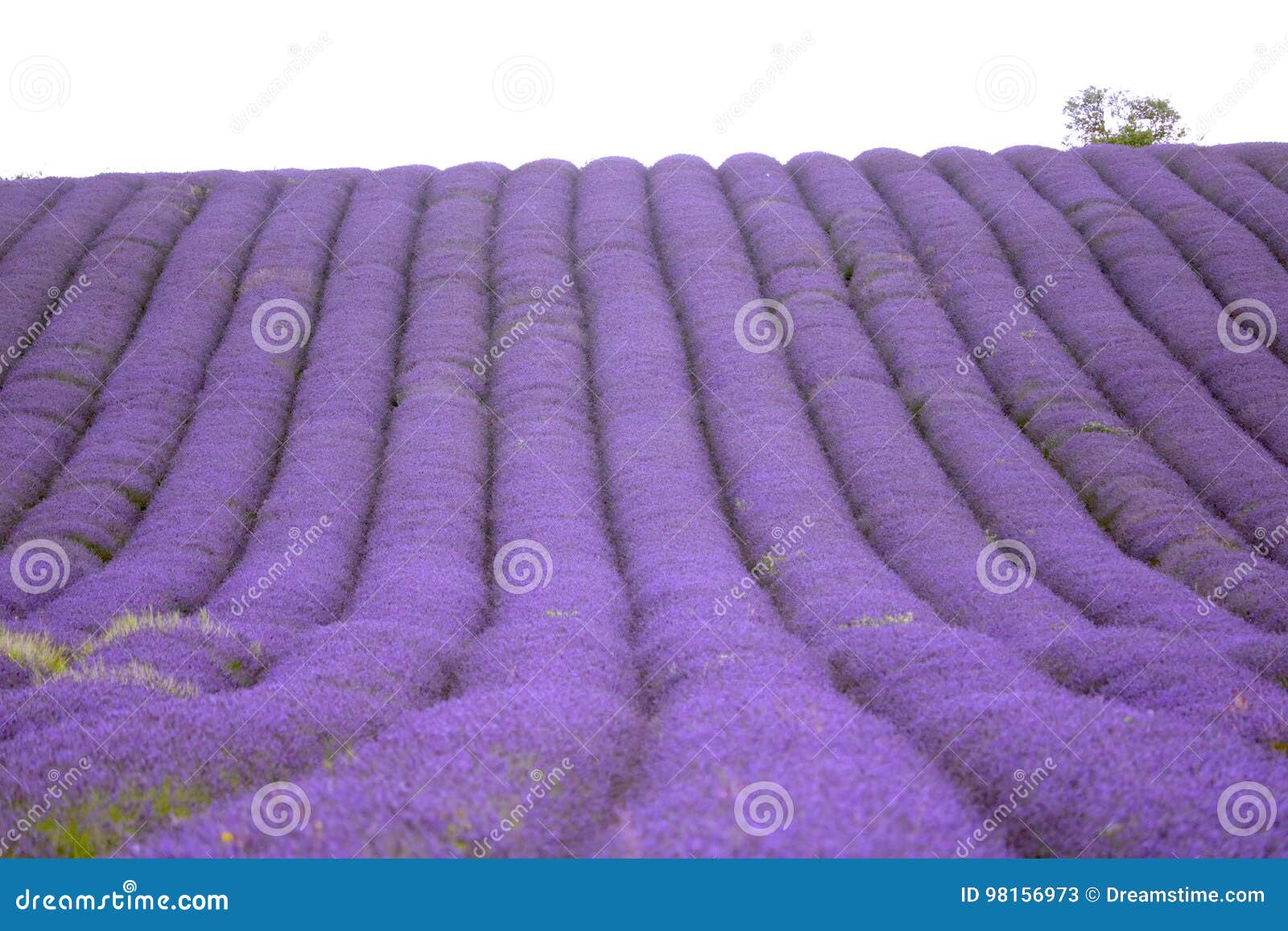 hitchin lavender field, england