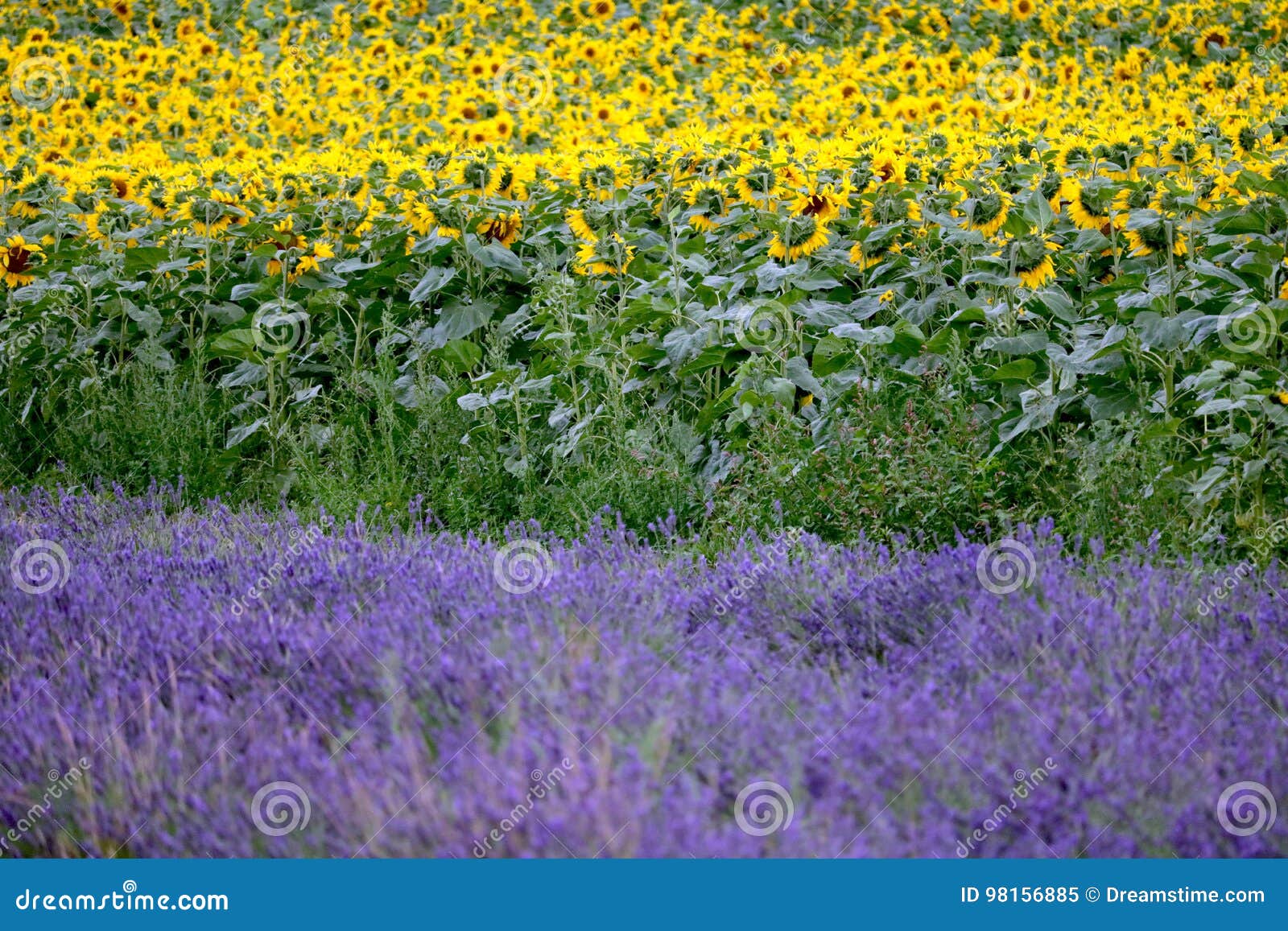Hitchin Lavender and Sunflower Field, England Stock Image Image of