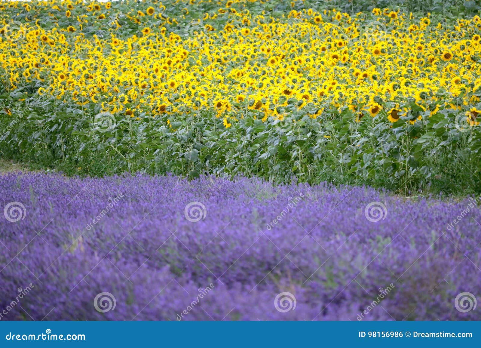 Hitchin Lavender and Sunflower Field, England Stock Photo Image of