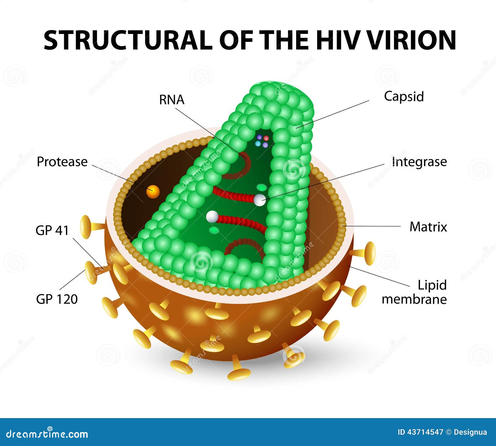 hiv virus structure animation