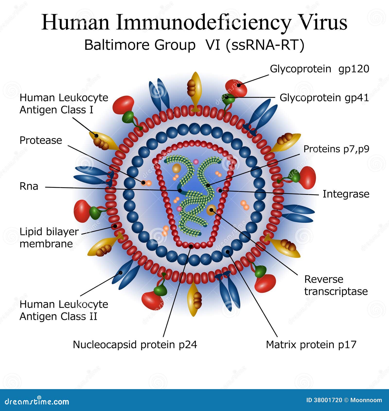 Human immunodeficiency virus. Вирус иммунодефицита человека (Human Immunodeficiency virus). Структура вируса иммунодефицита человека ВИЧ 1 ВИЧ 2. Строение вируса ВИЧ. ВИЧ изображение вируса.